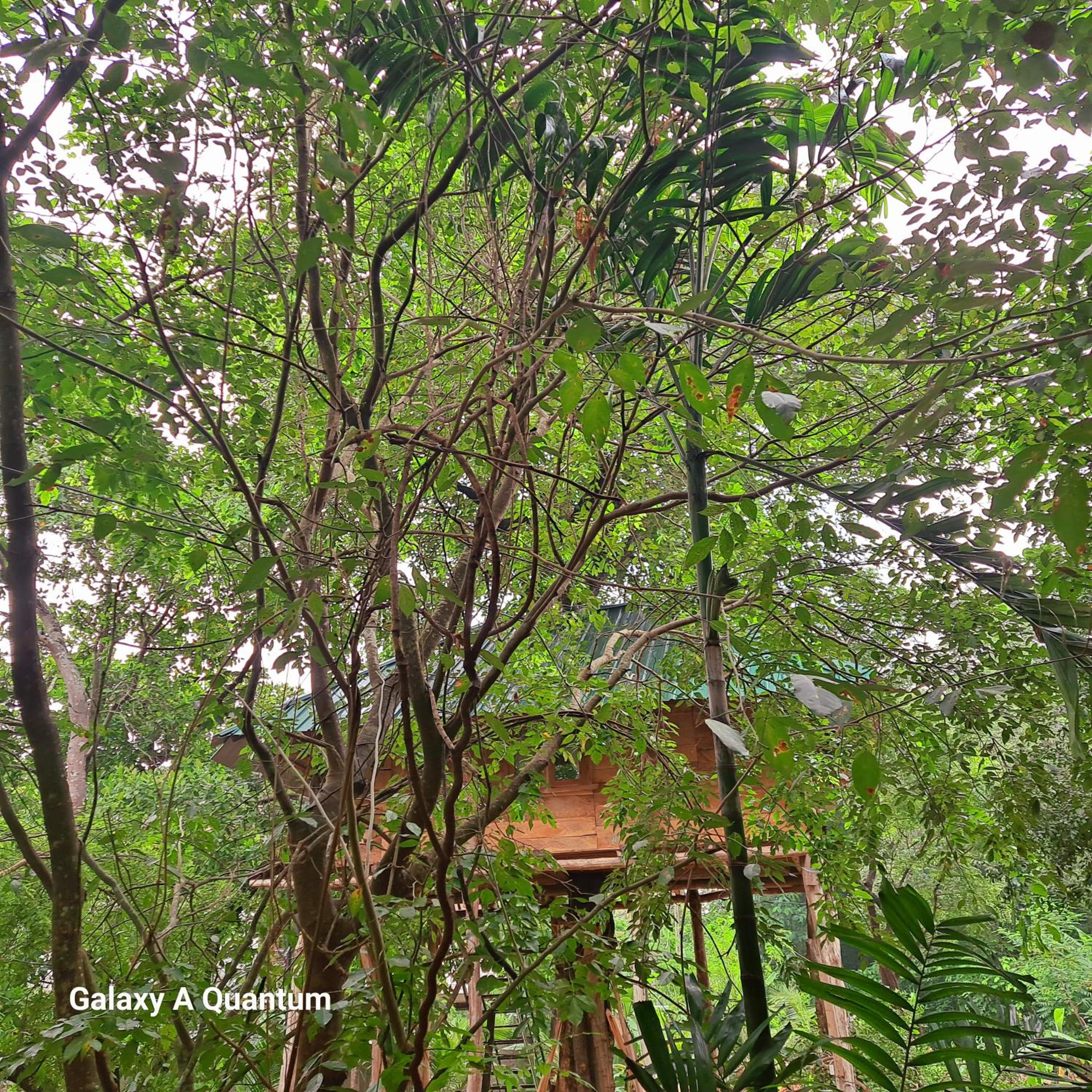 Green leaf Tree house view 2