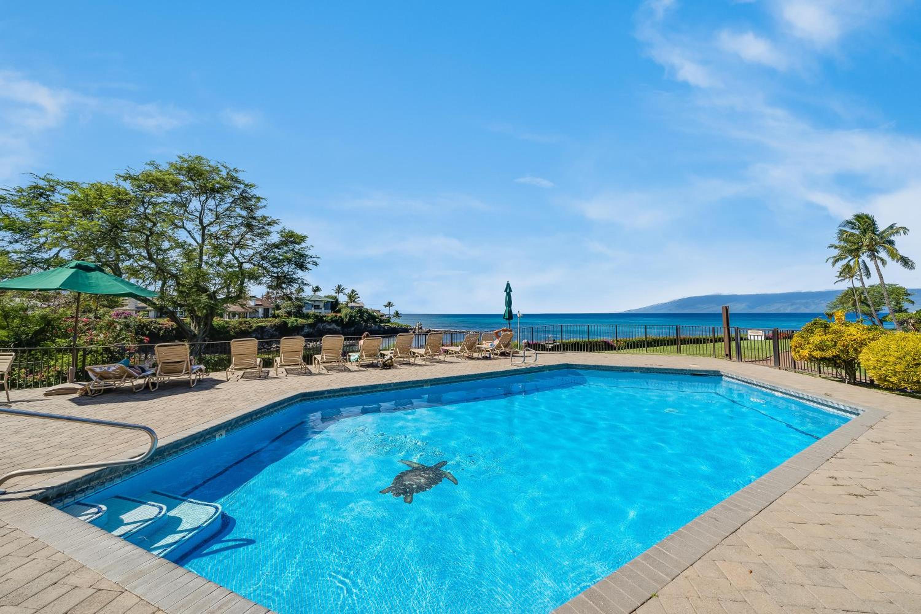 Napili Point C3 · NP C3 Renovated OceanFront to Whale Watch Rela