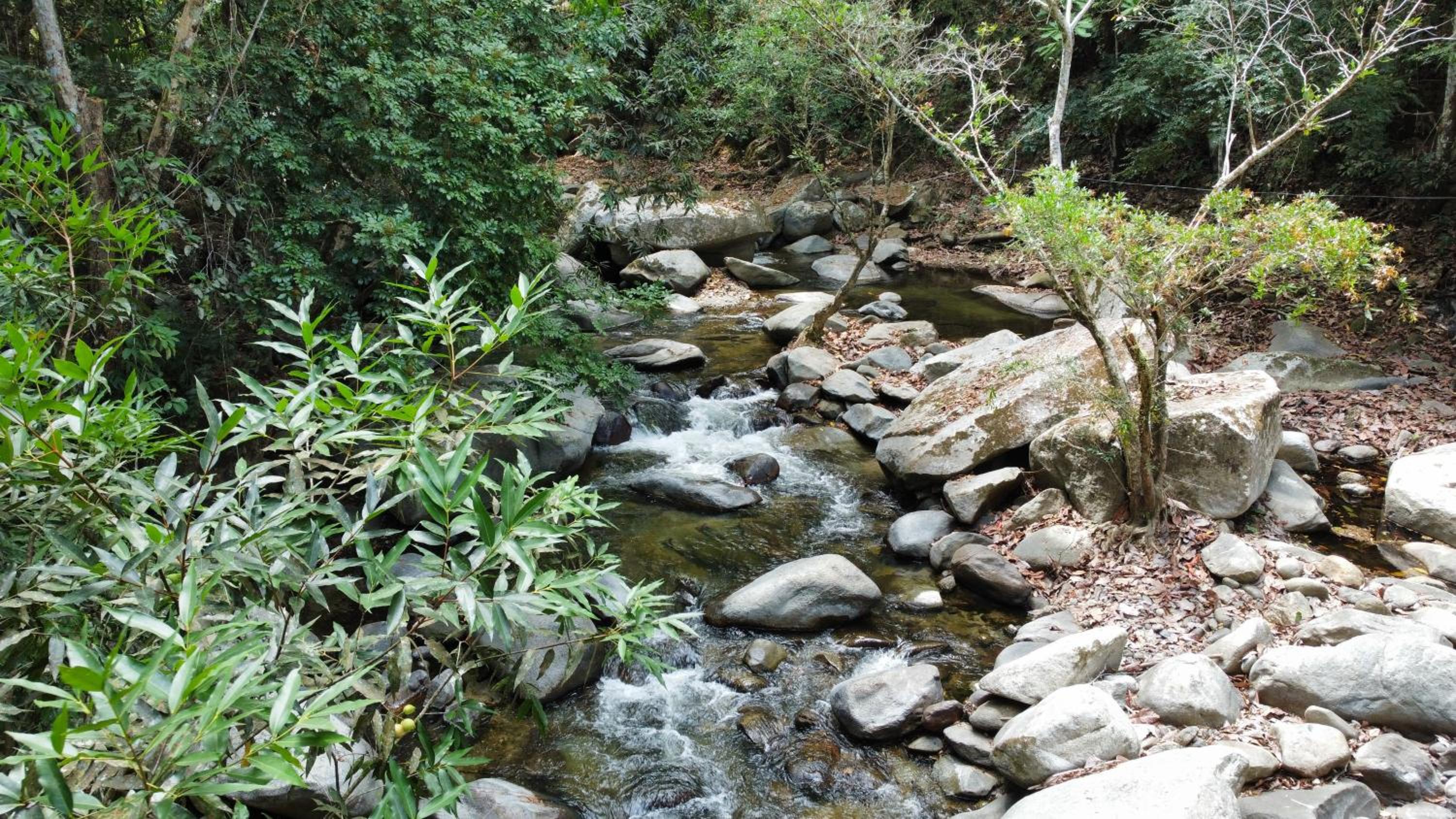 Sierra Jungla