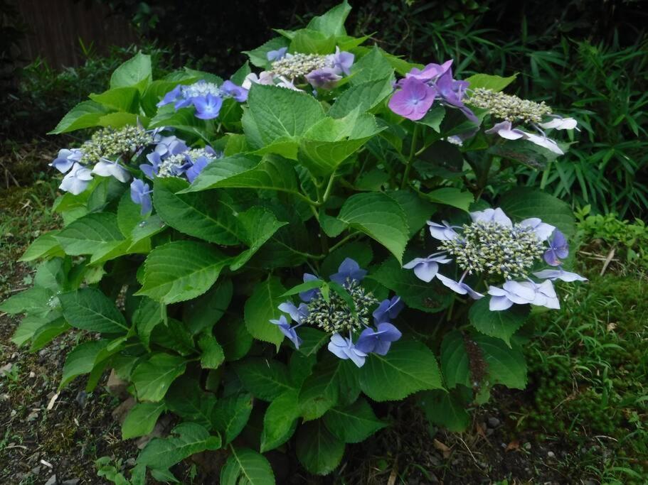 Photo 44