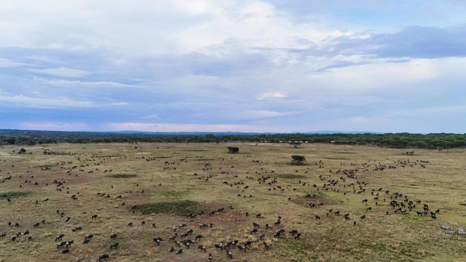 Africa Safari Serengeti Kusini