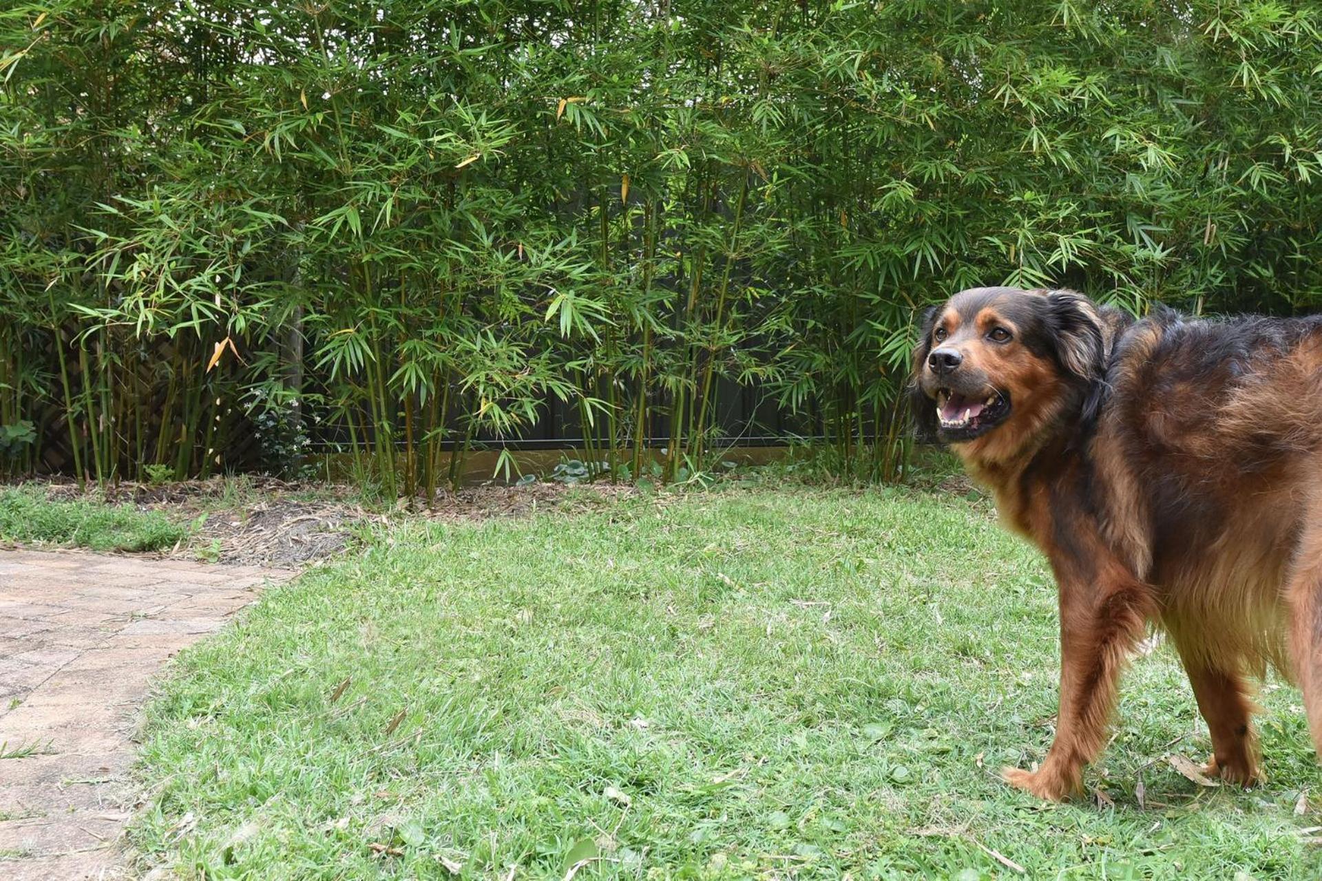 Bagnalls Pet Friendly Townhouse