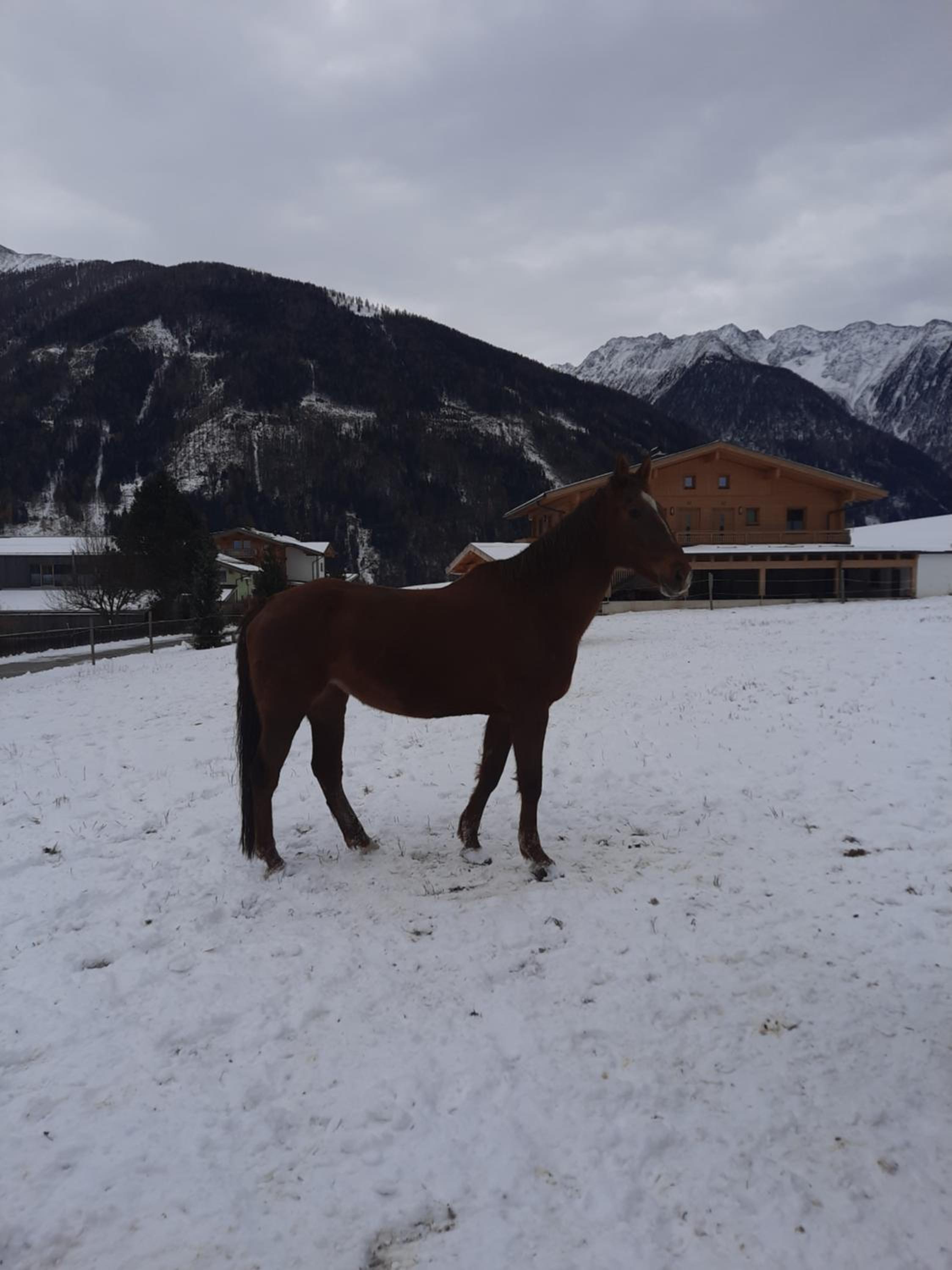 Obenfigerhof