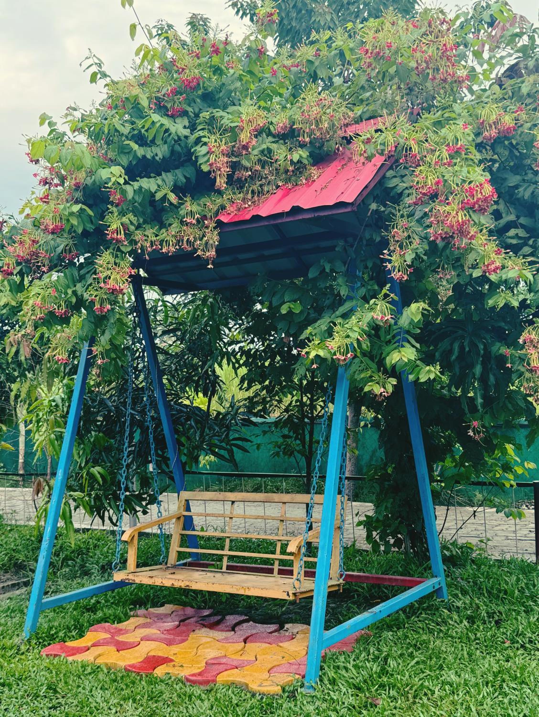SereniTea Chaya