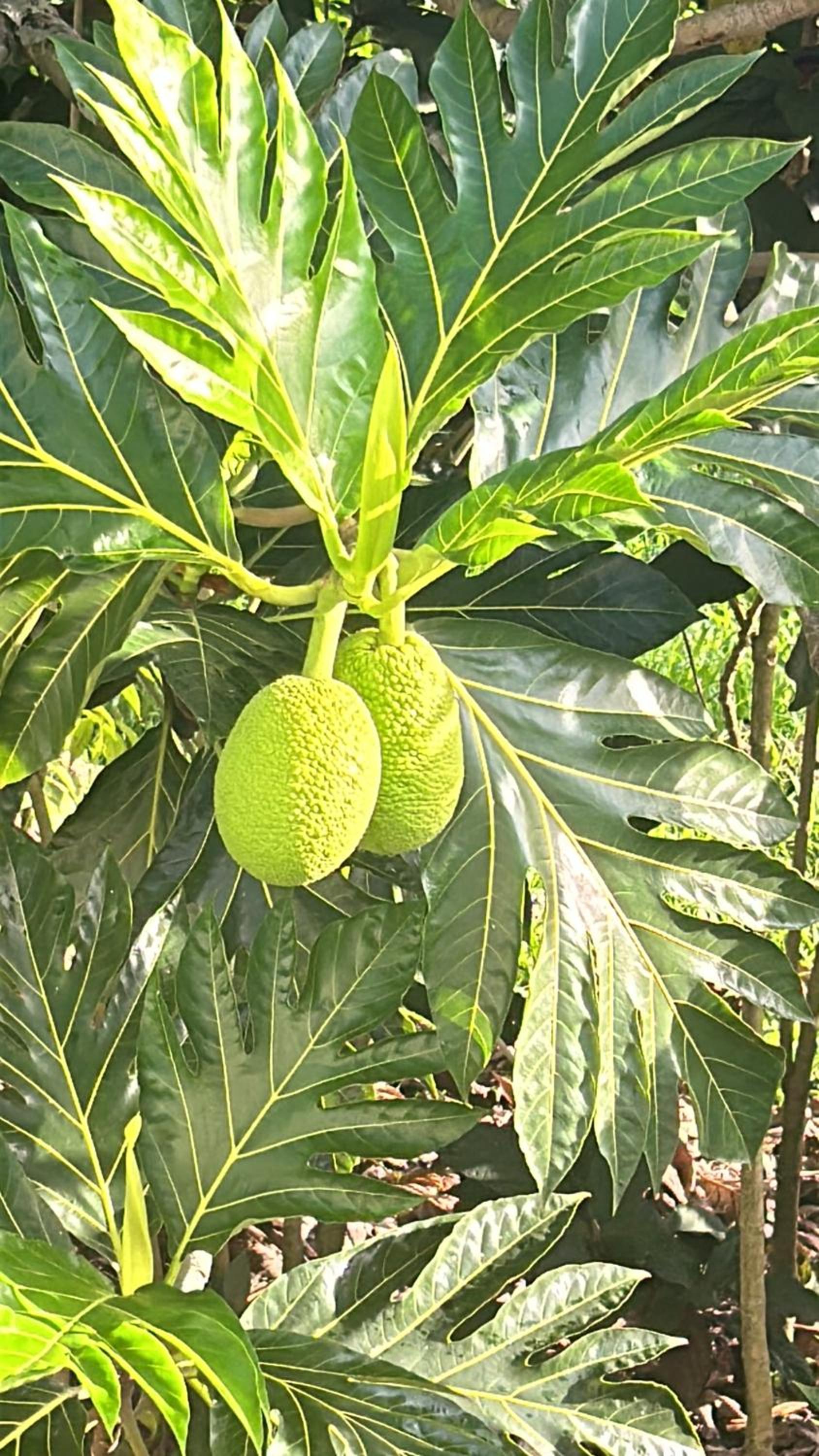 Rancho Ecologico El Eden