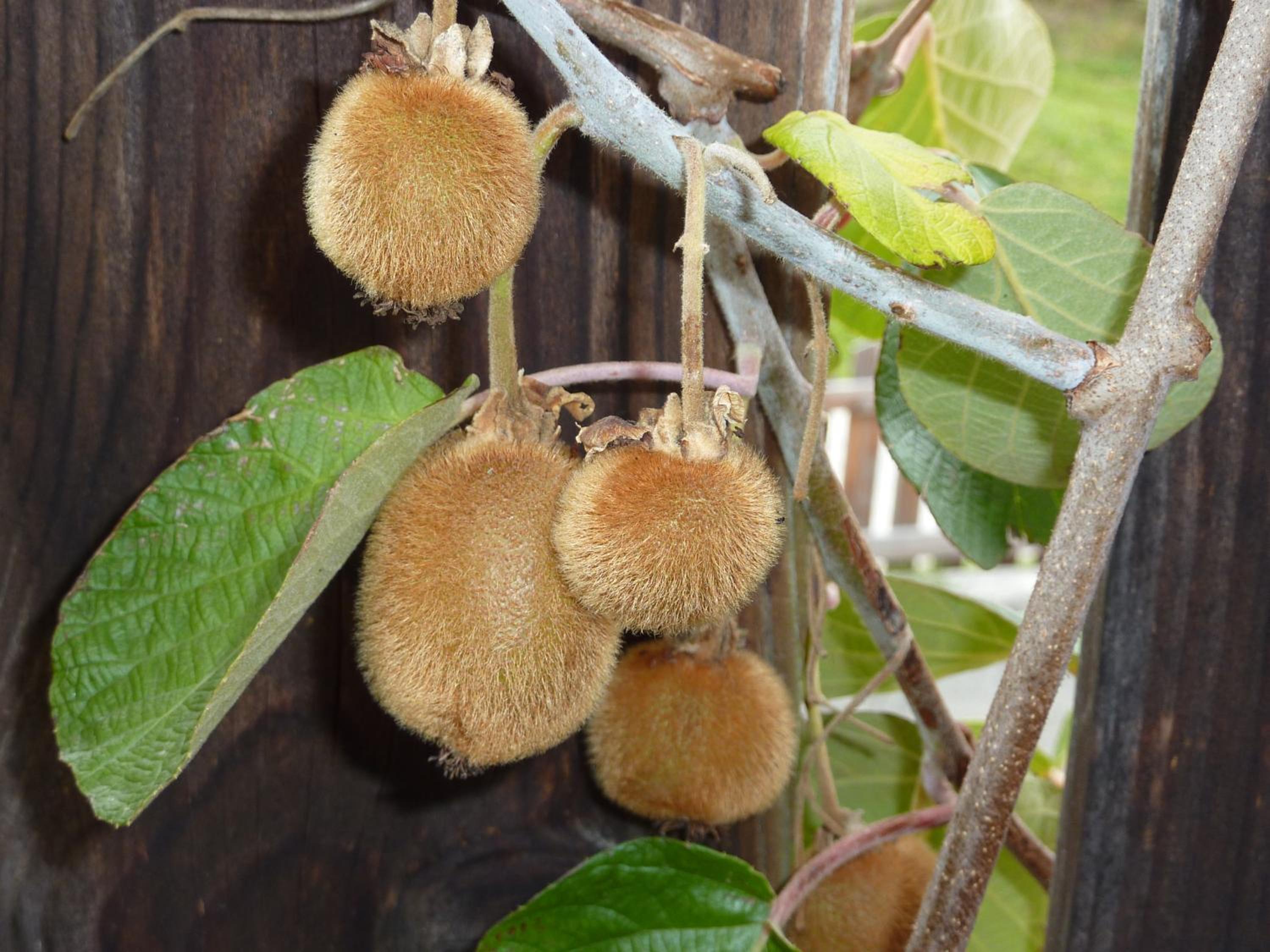 Bio-Bauernhof Rettenbachgut