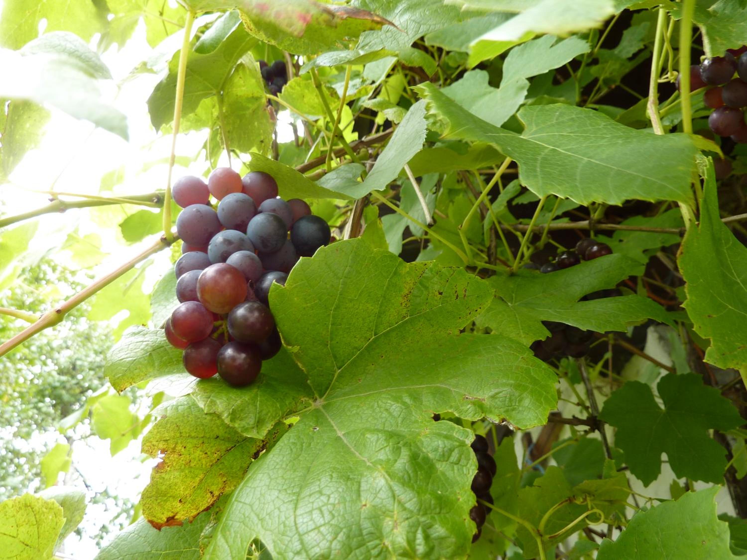 Bio-Bauernhof Rettenbachgut