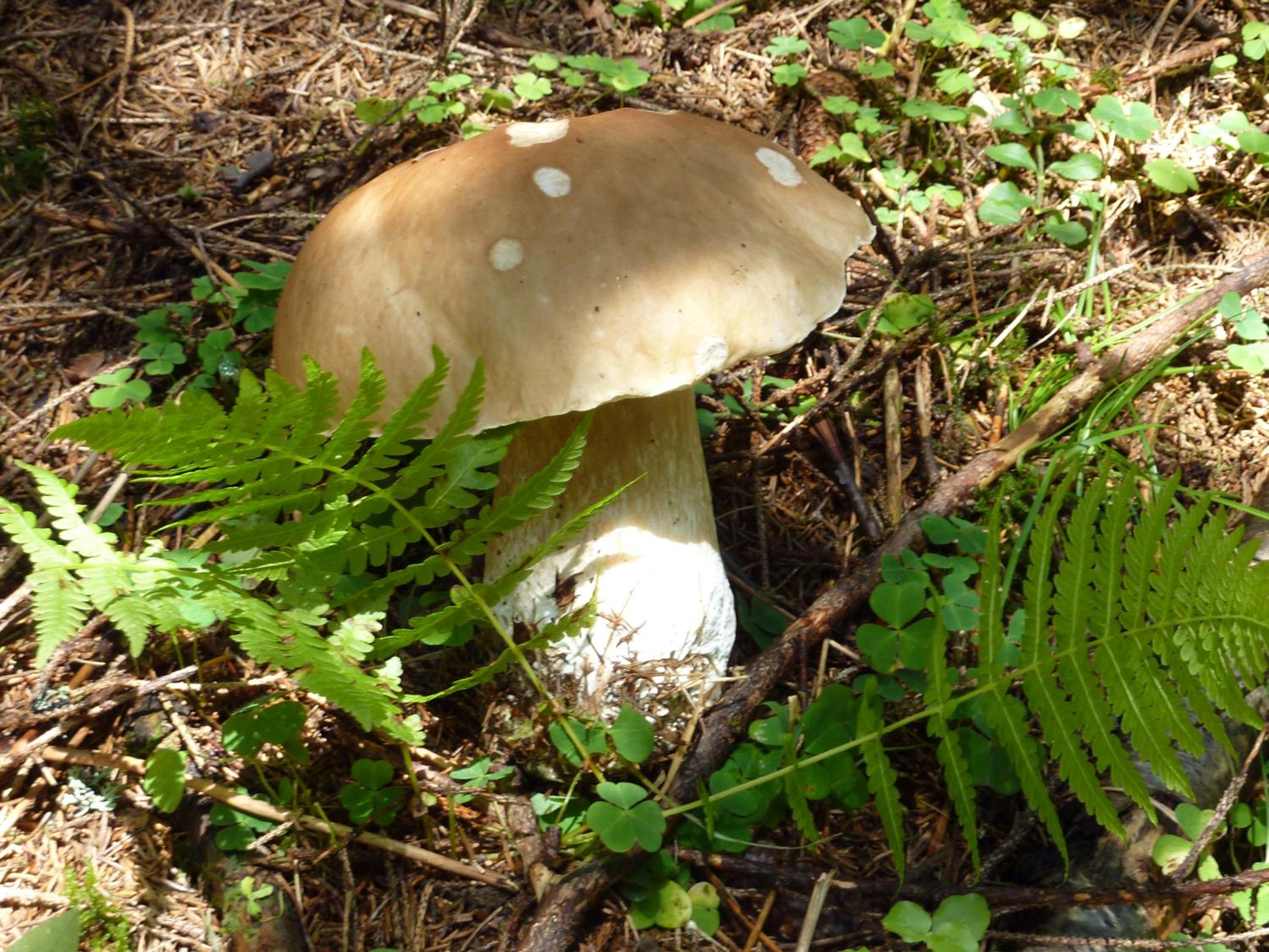 Bio-Bauernhof Rettenbachgut