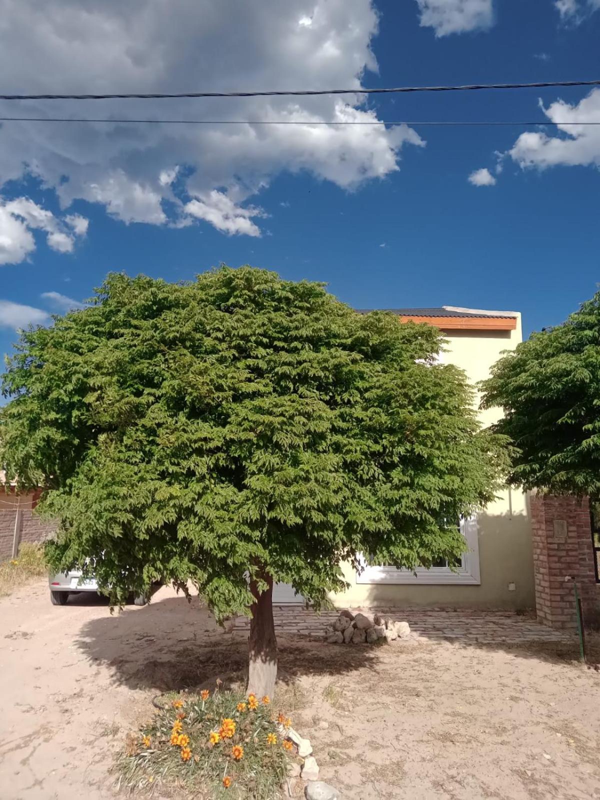 Duplex Verde