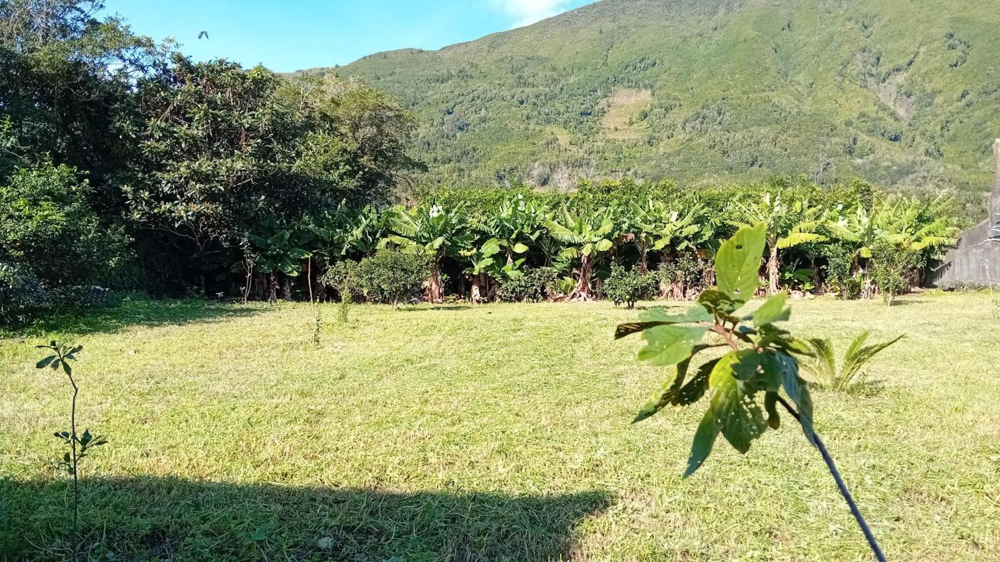 Sunflower Guest House - Madalena - Pico