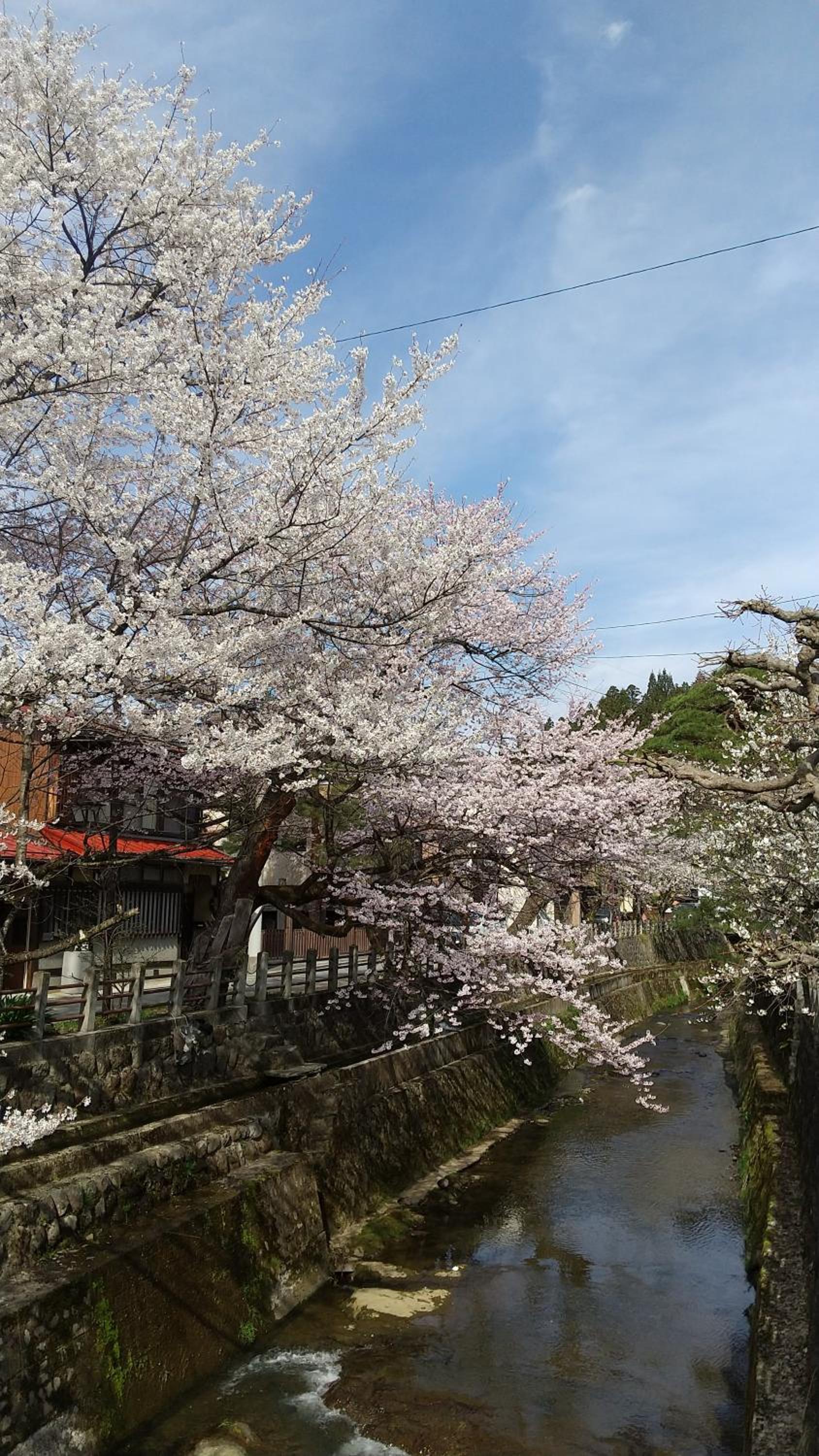 Daihachi