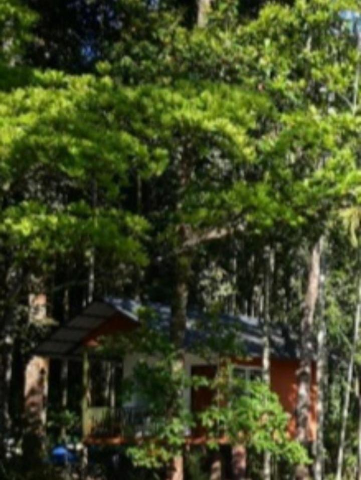 Blue creek