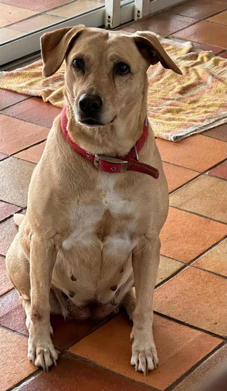 human