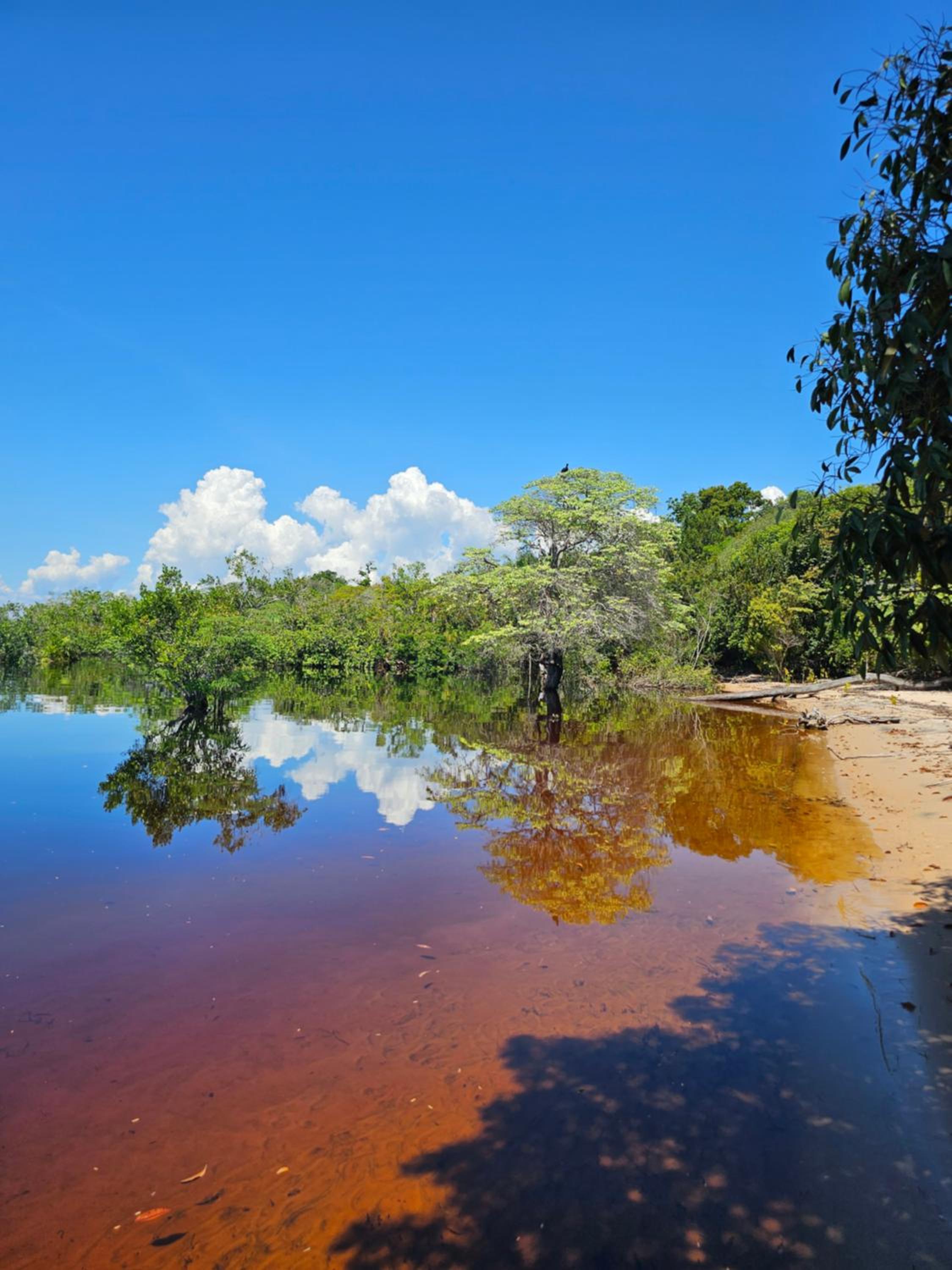 Premium Amazon Jungle Lodge