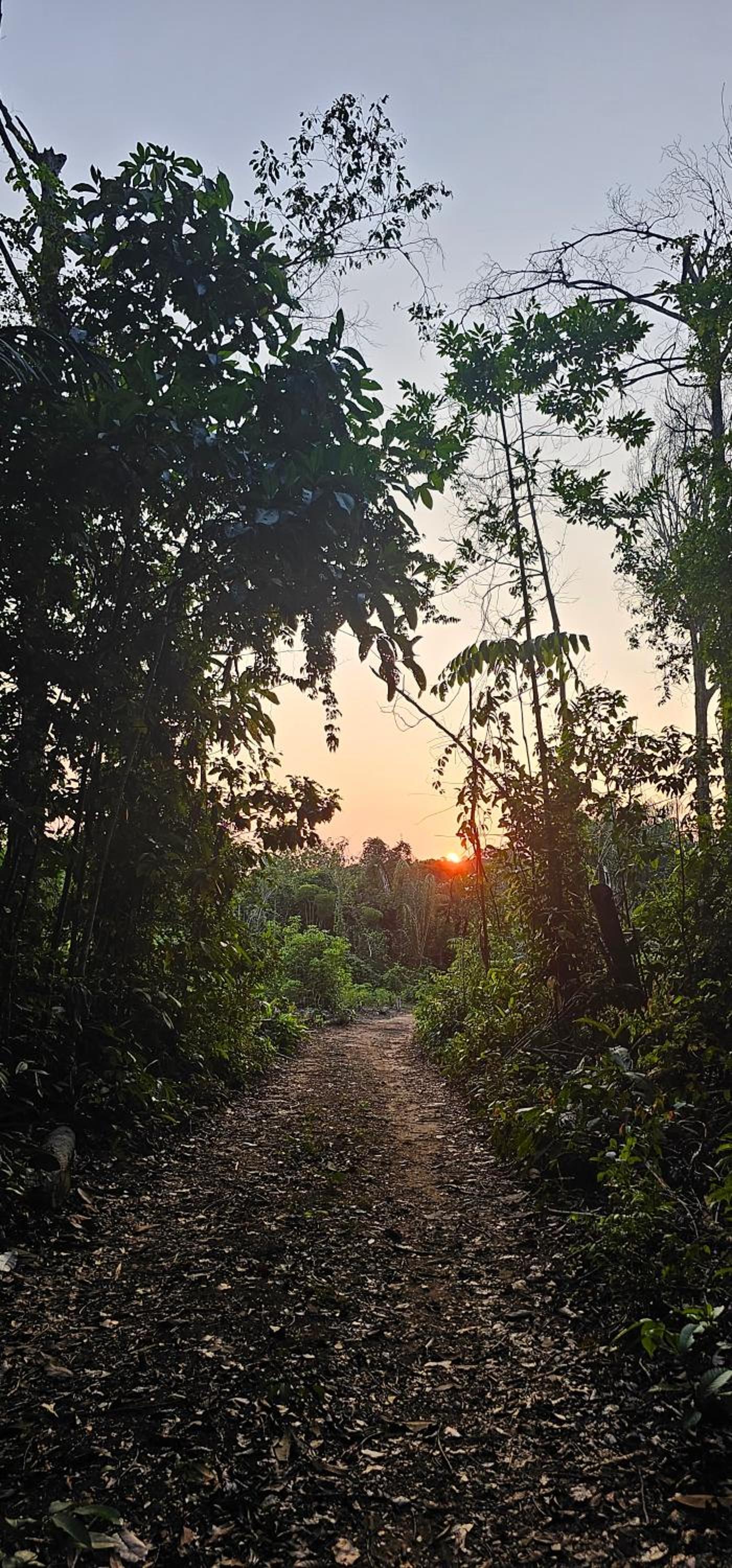 Premium Amazon Jungle Lodge