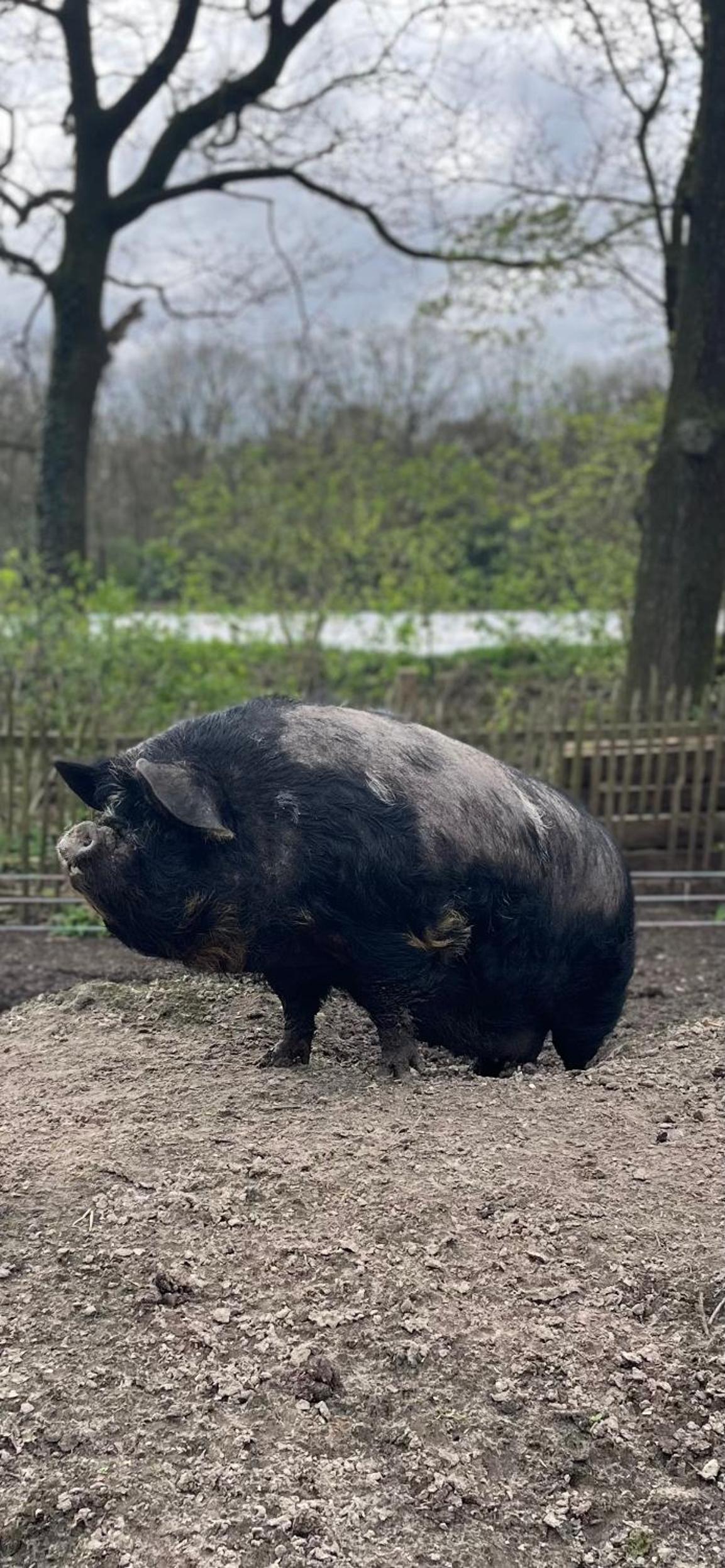 Droomboerderijtje