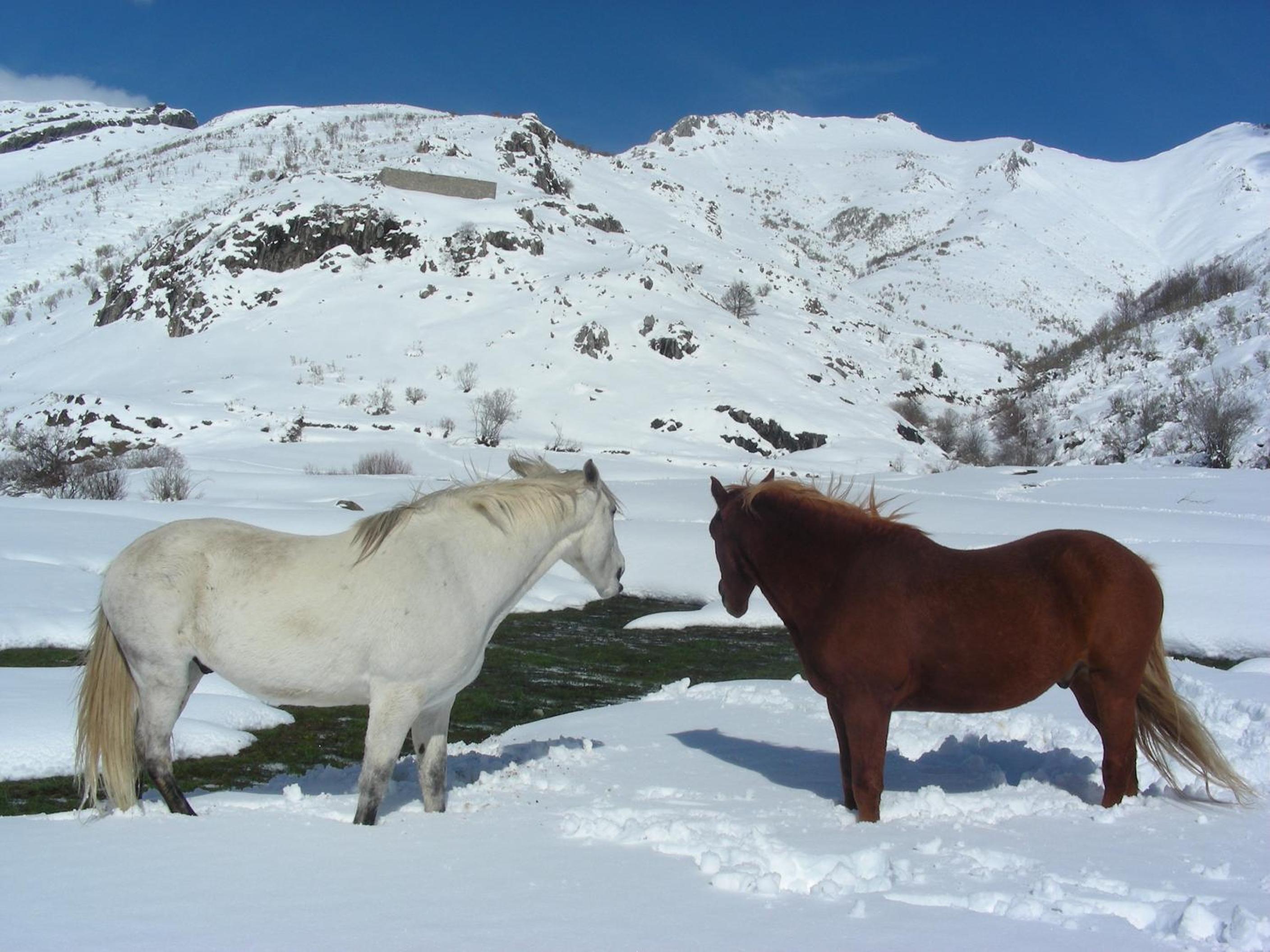 El Invernal de Picos