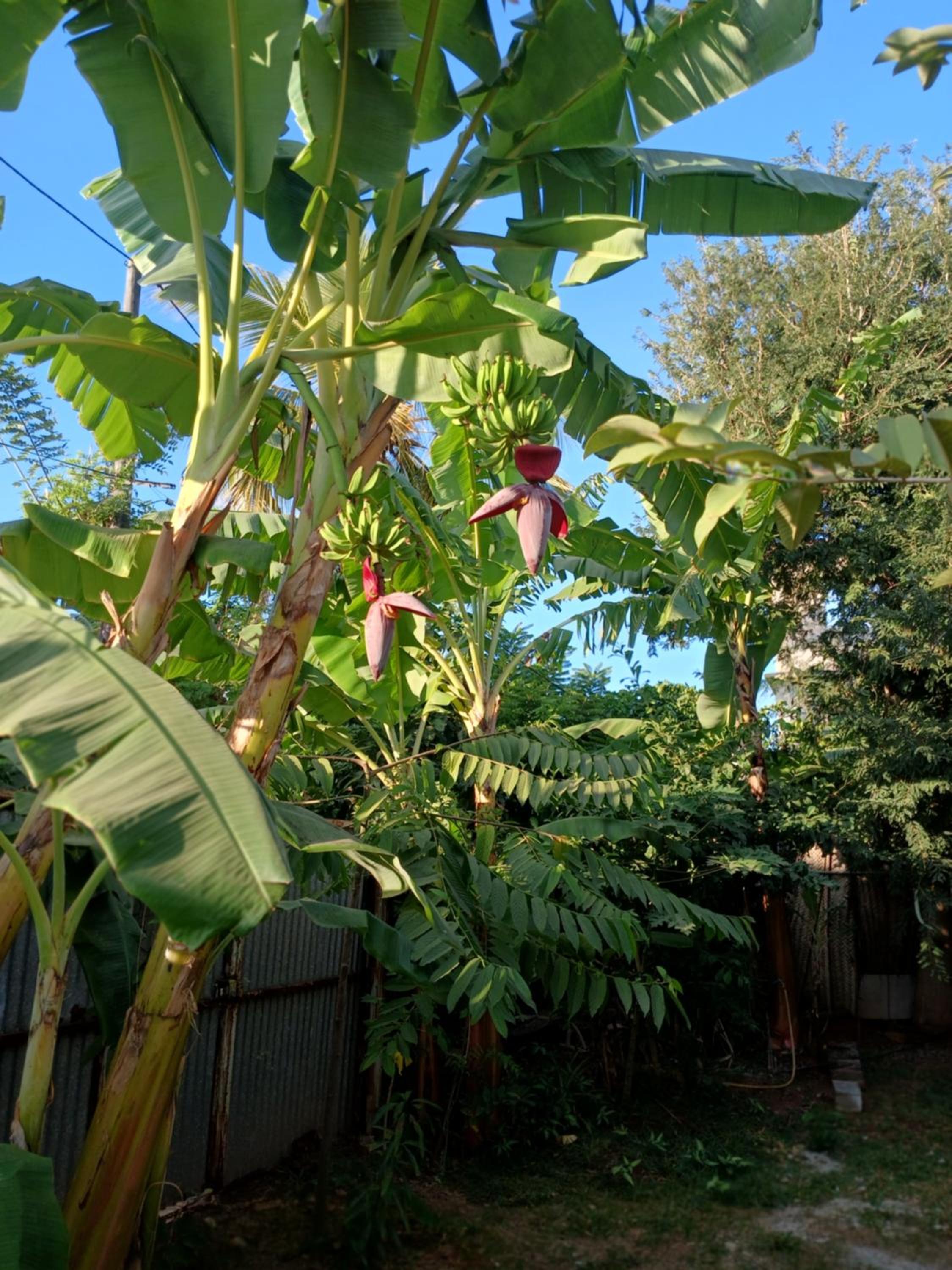 Photo 26