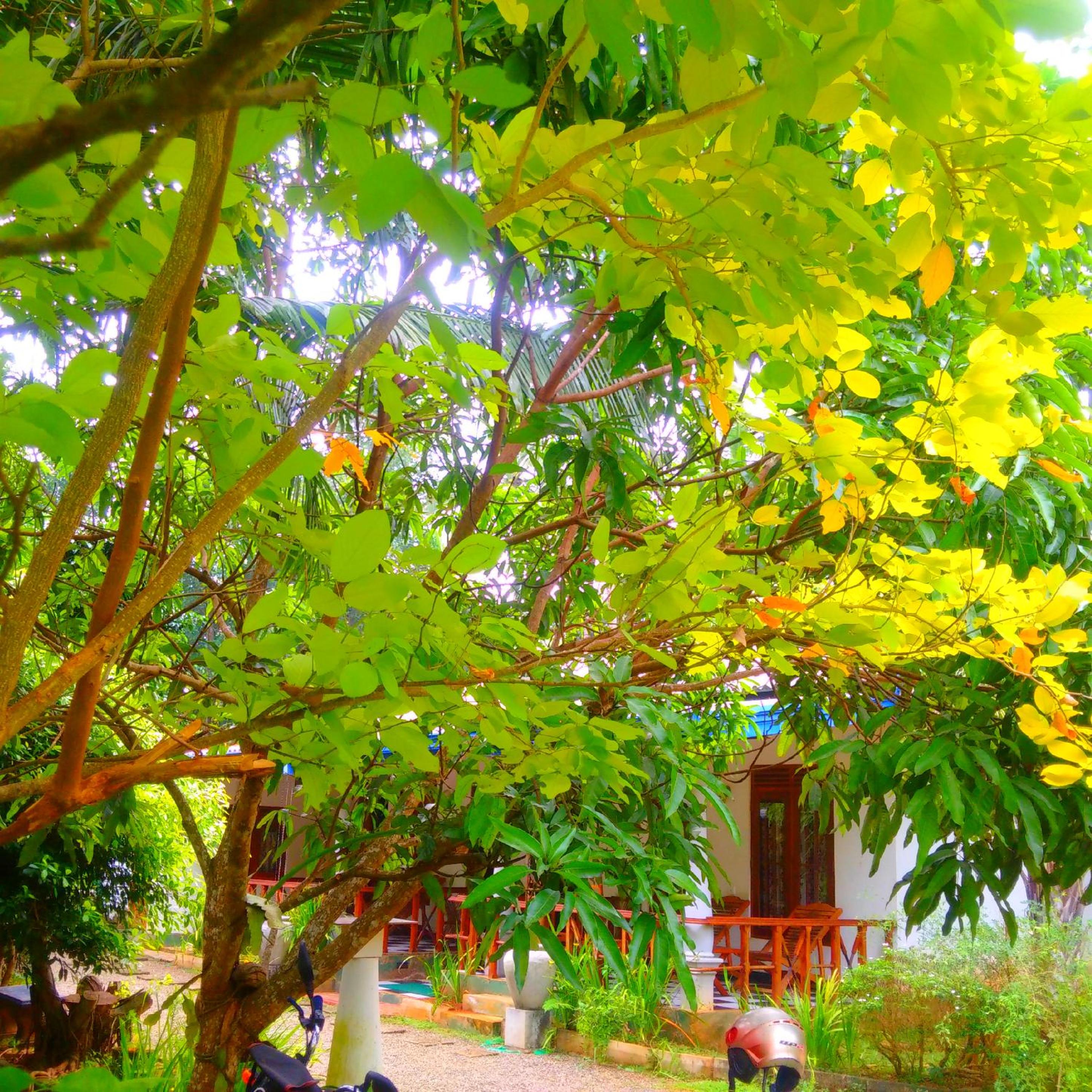 Green Garden Safari Paradise view 5