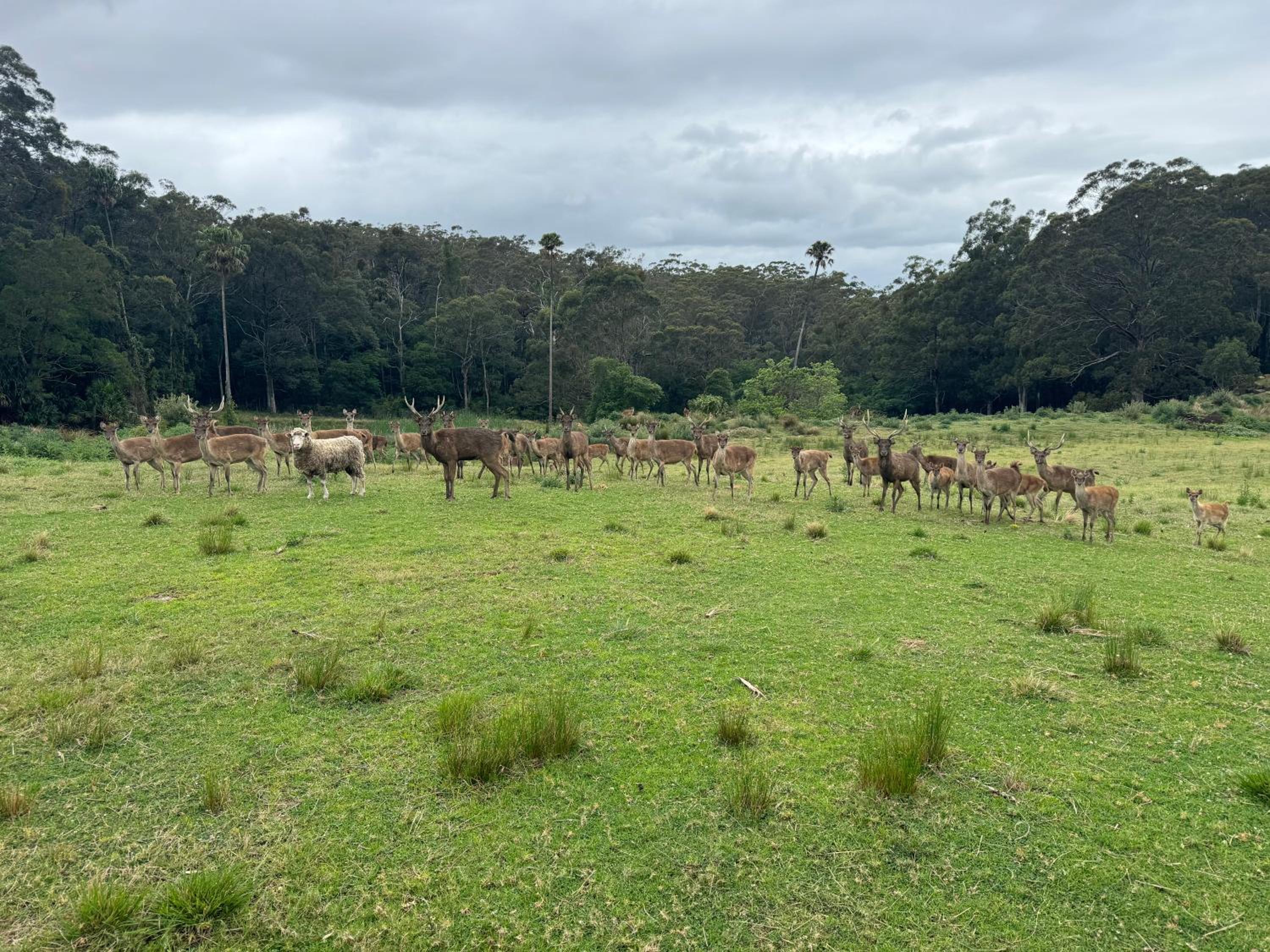 Deer Valley Farm Stay Illawarra sleeps up to 9