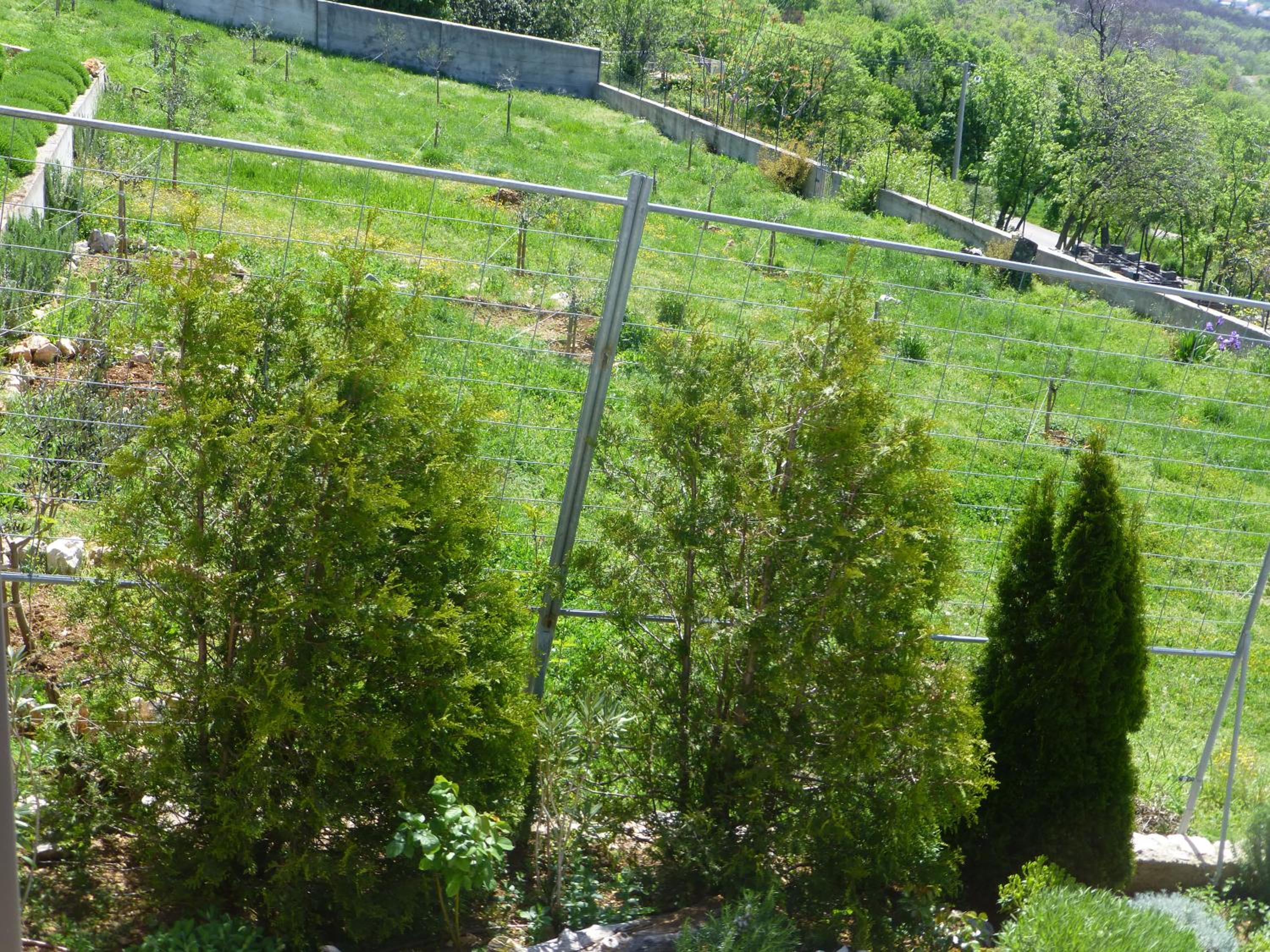 Photo 60