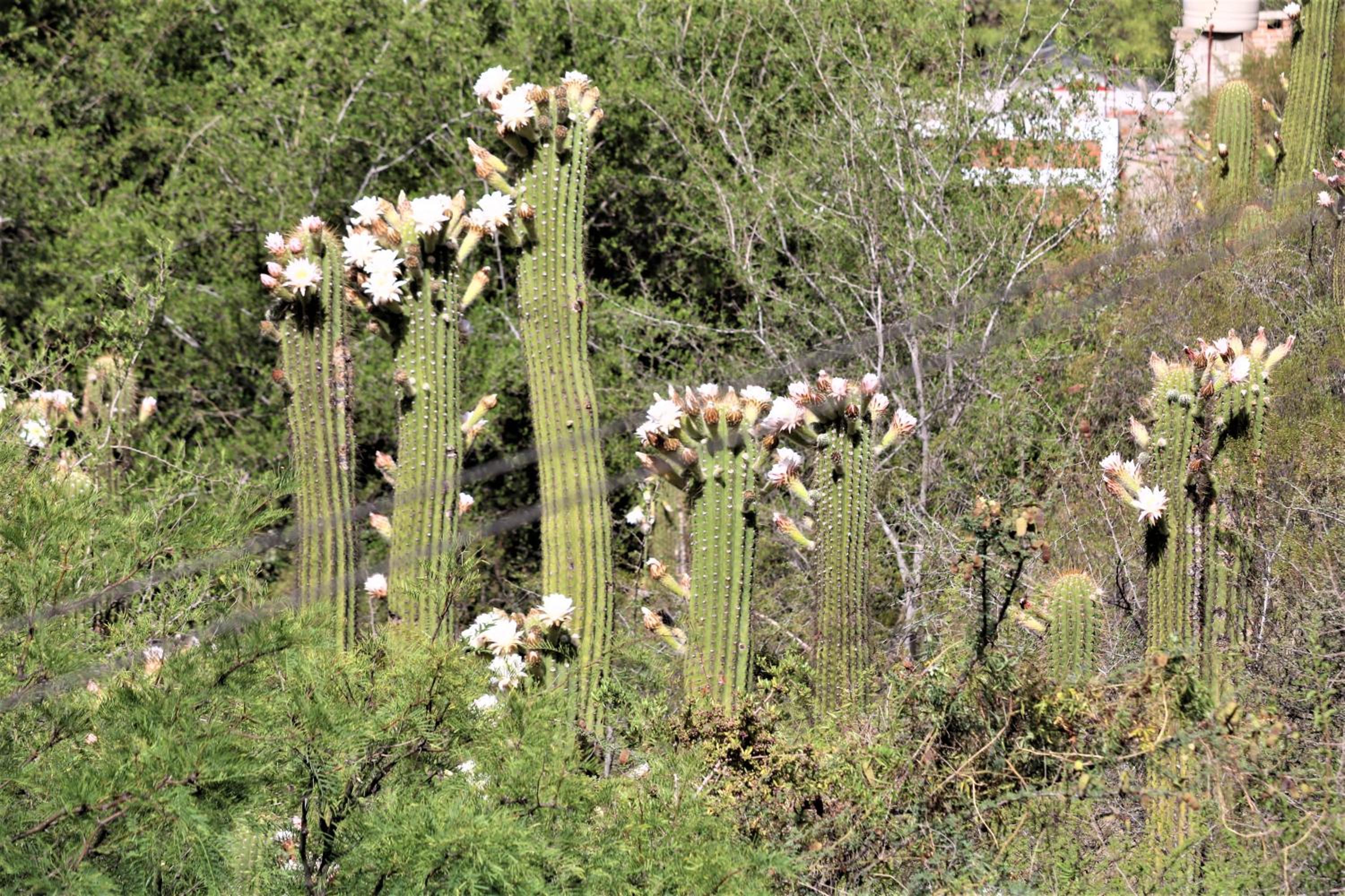 Las Valentinas Hospedaje de Montaña