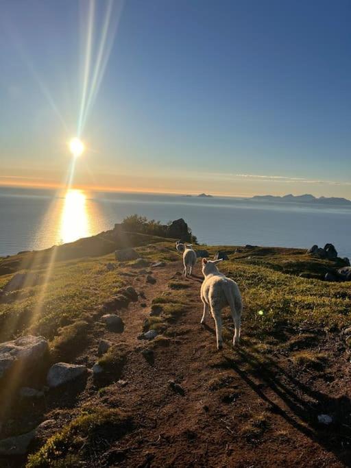 Charming Cabin in Lofoten with Stunning Sea View, VÅGAN, WiFi view 3