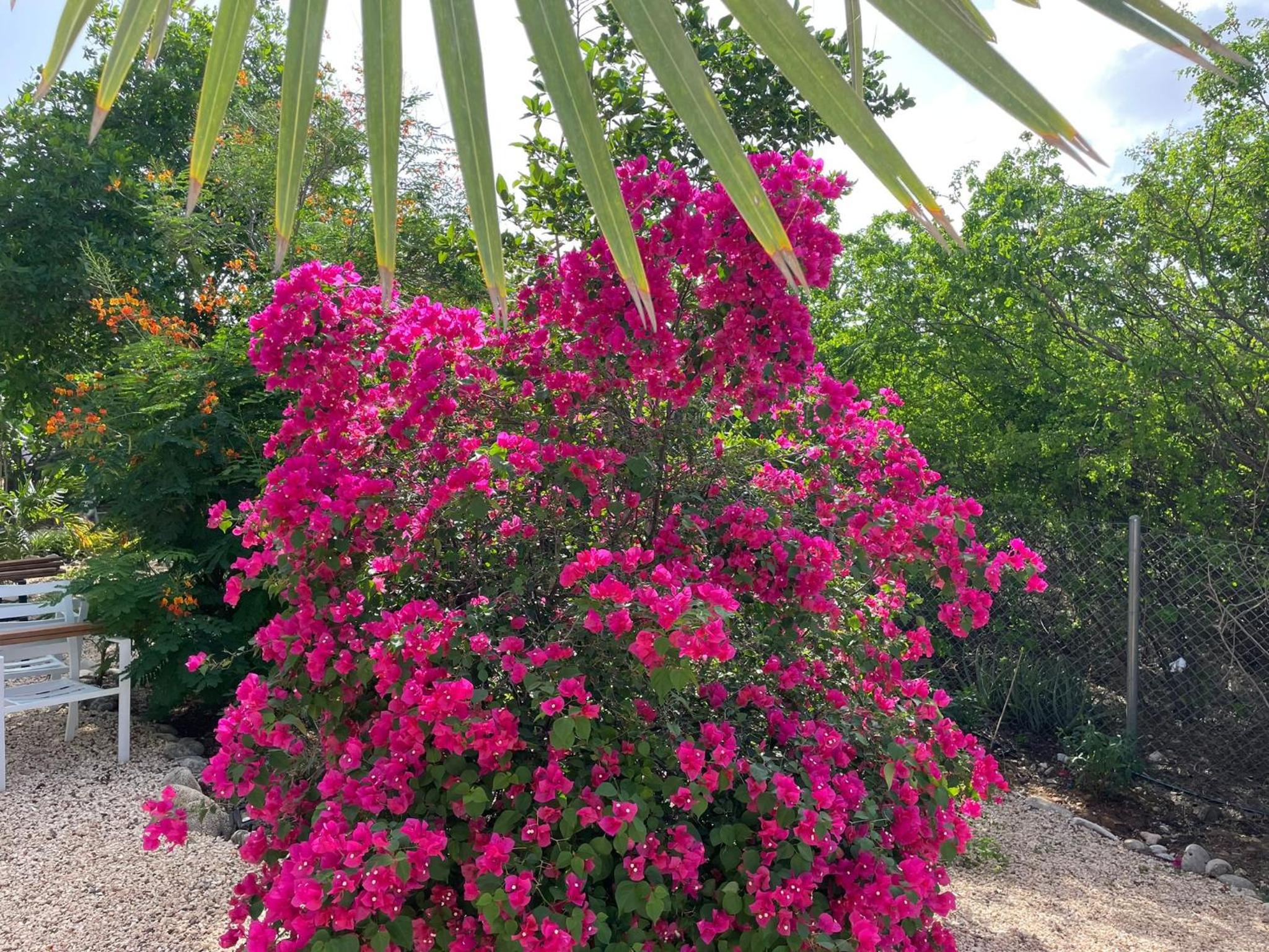 Maravia Bonaire