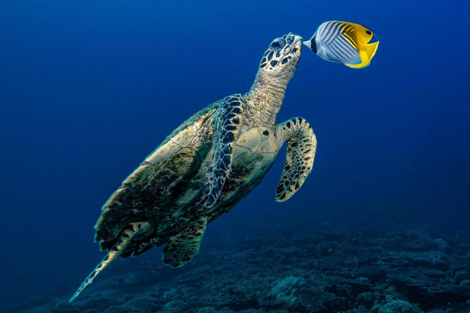 Equatorial Inn photo 5