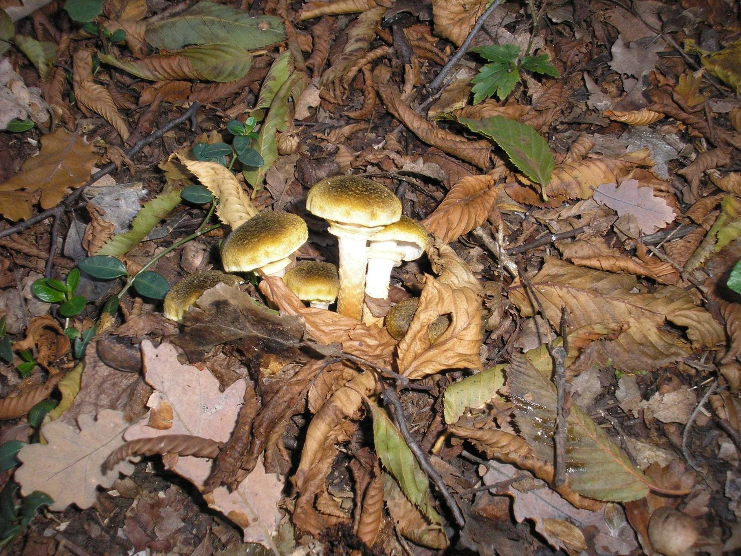 Photo 30