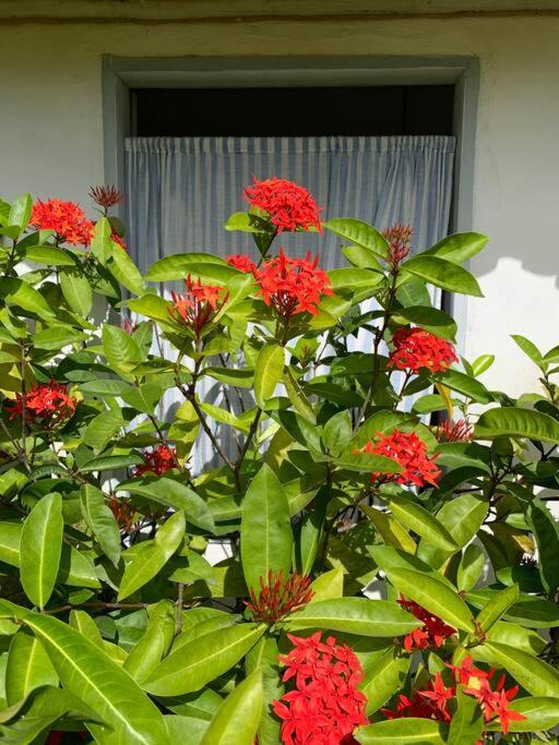 Casa Olava Trancoso