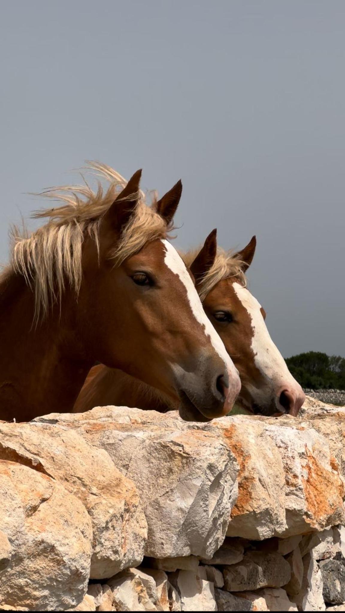 Masseria Surace
