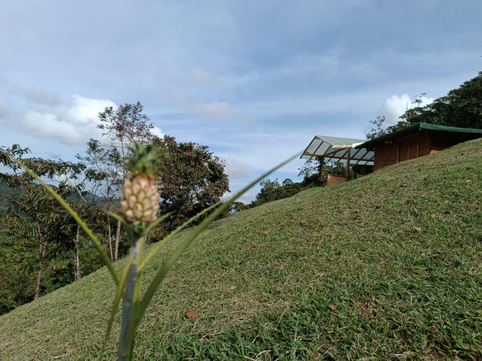 Finca AVALON Alejandria Antioquia