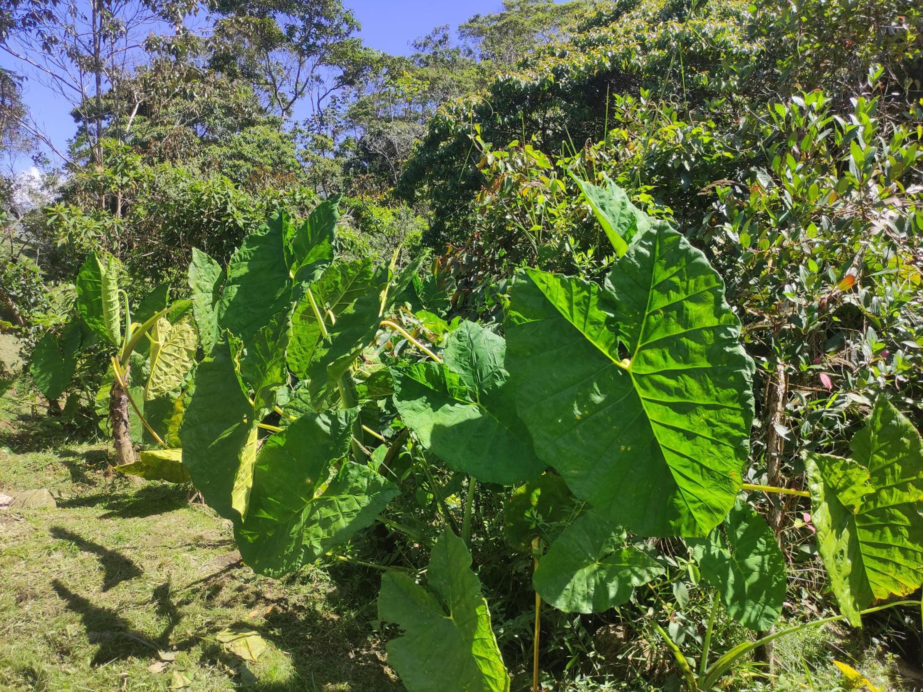 Finca AVALON Alejandria Antioquia