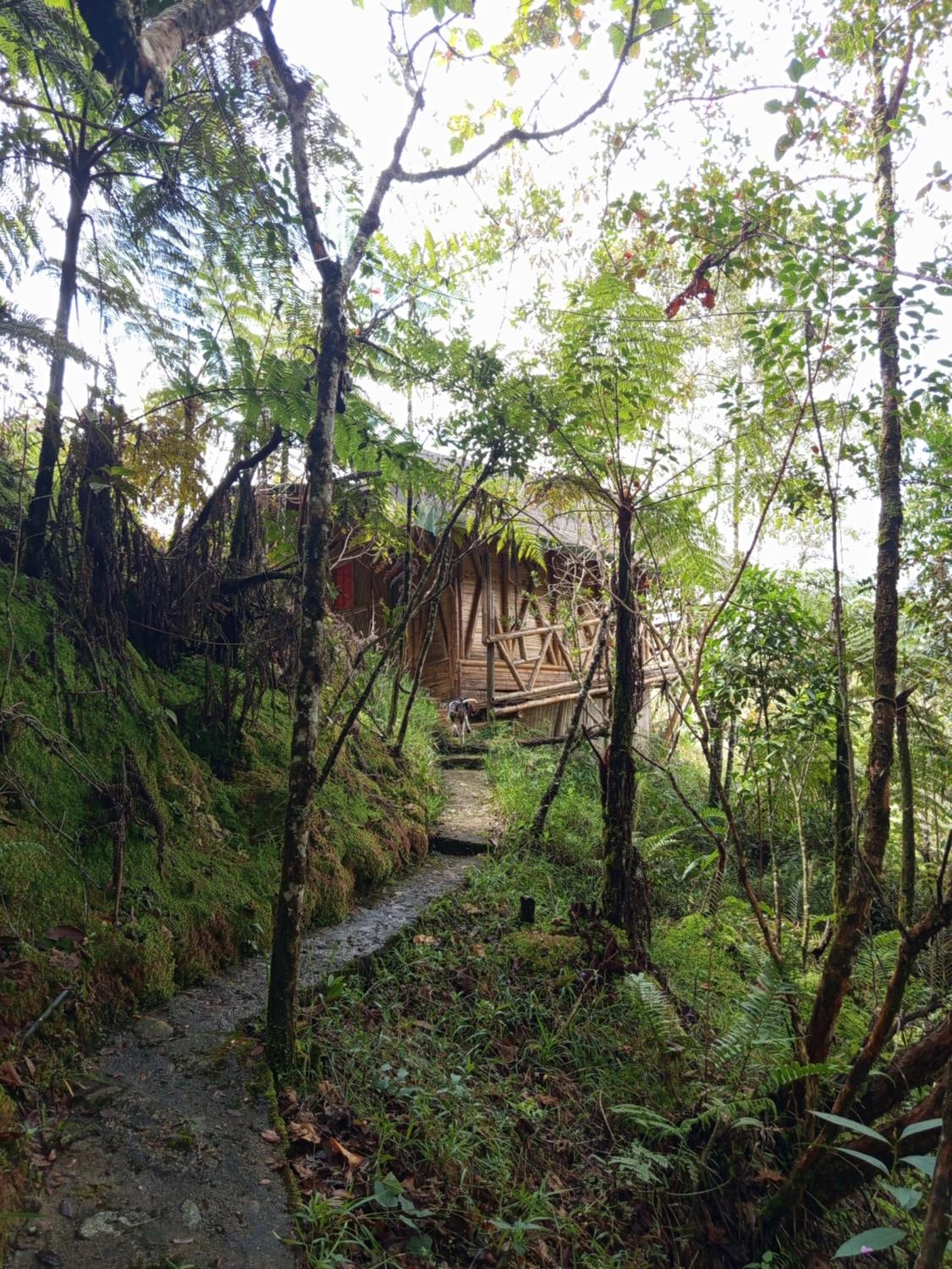 Aguatapé del Bosque