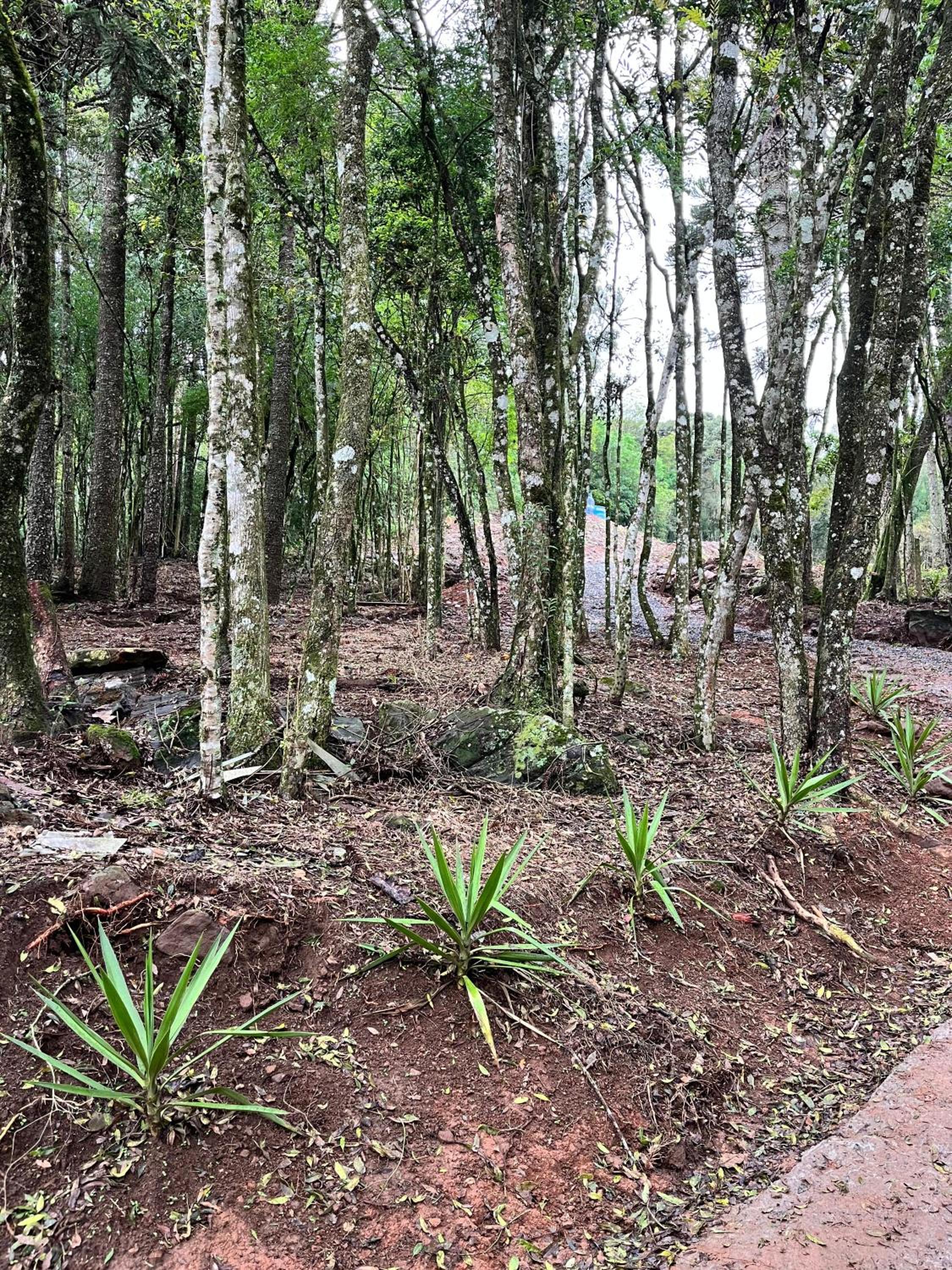 Chalé Araucária