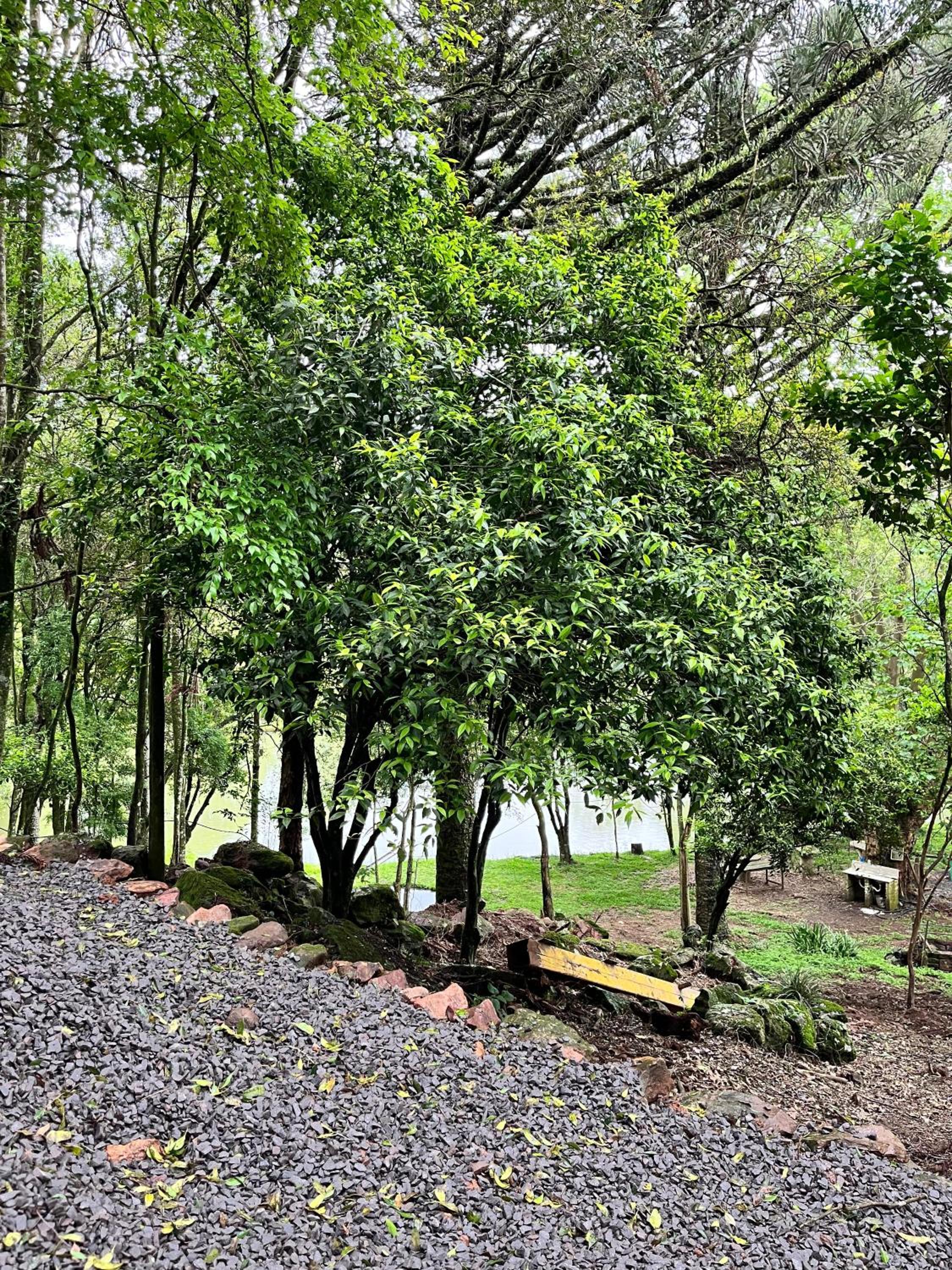 Chalé Araucária