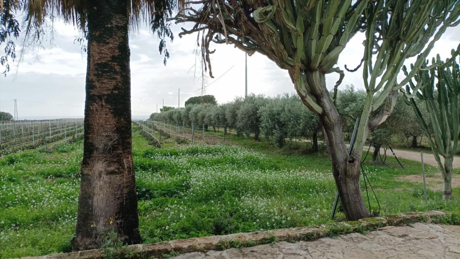 Casa Bouganville villetta tra le vigne e il mare view 5