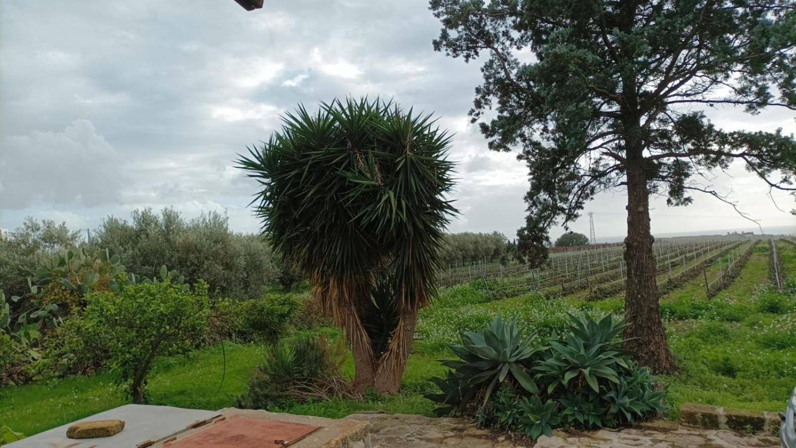 Casa Bouganville villetta tra le vigne e il mare view 3