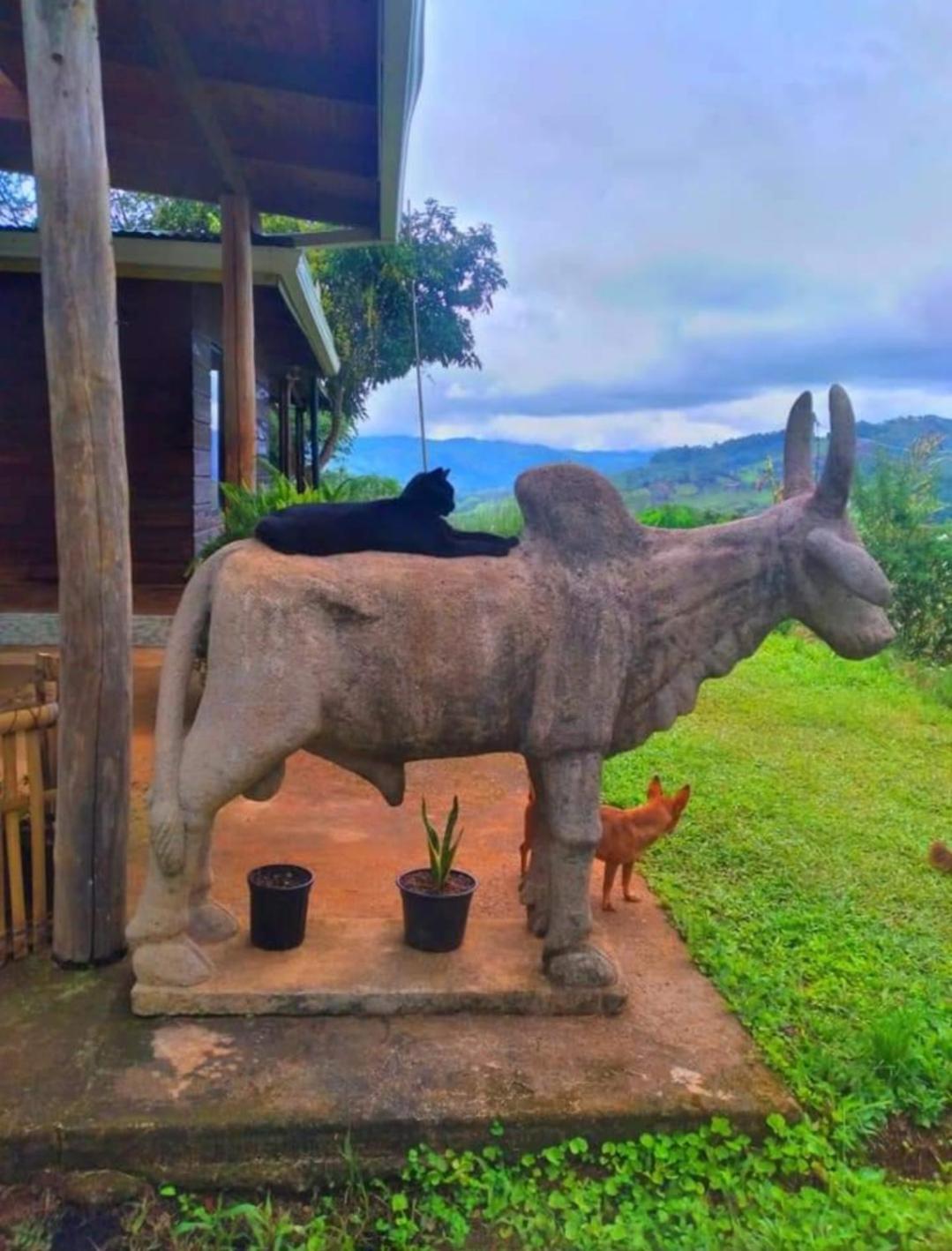 Cabaña vista hermosa