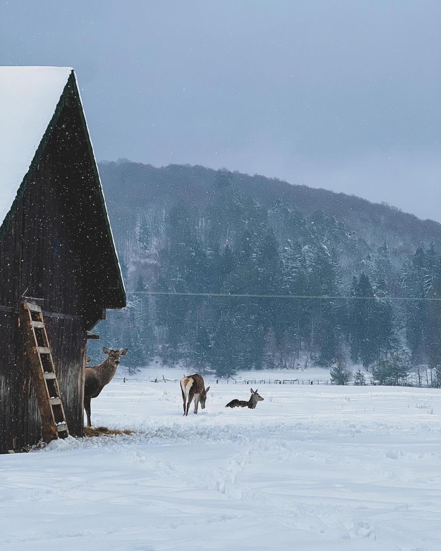 Glamping Iurte Mongole Spiritul Zimbrului