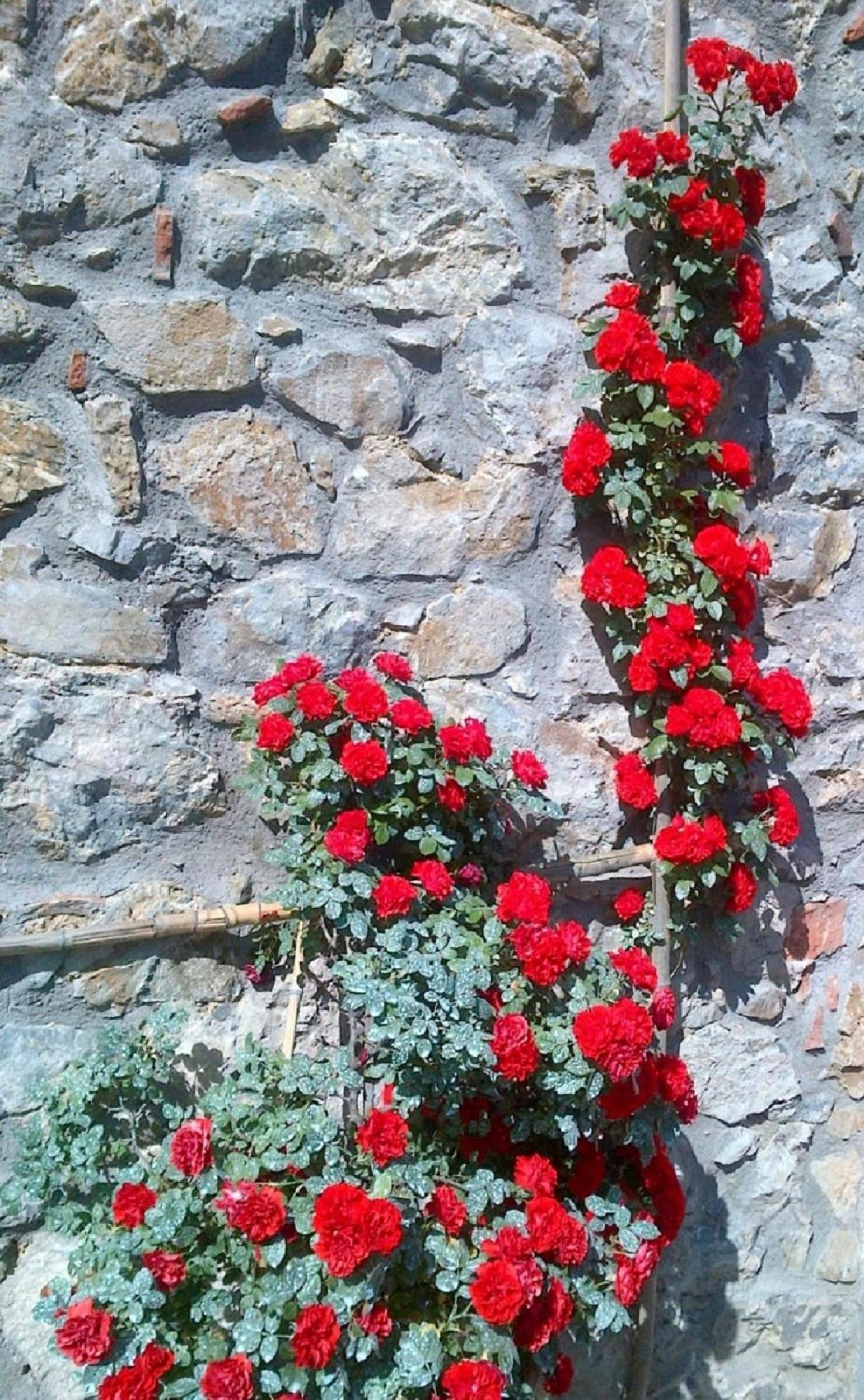 Il Trebbio