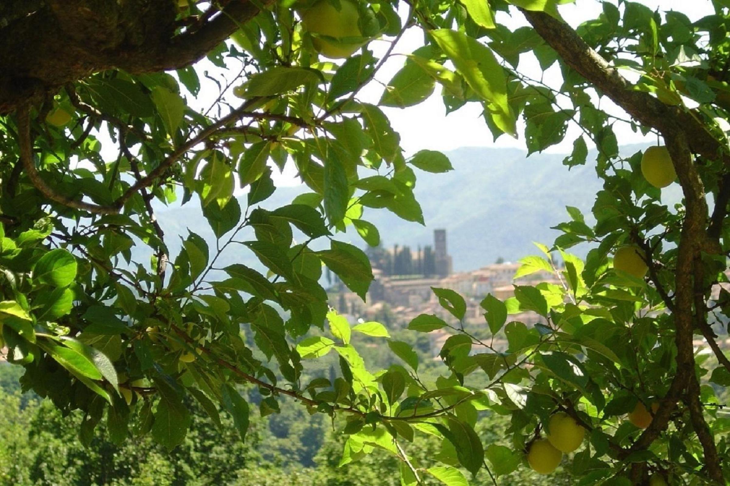 Il Trebbio