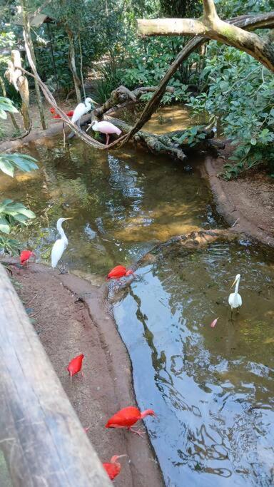 IguaFallsRefugeCataratasBR-Py-AR
