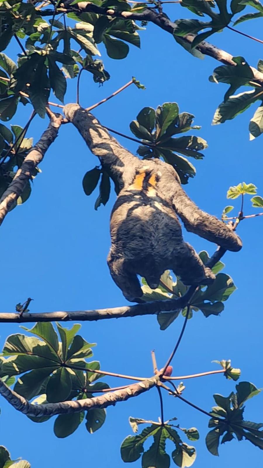 Paraíso Amazônico O Recanto dos Gaviões