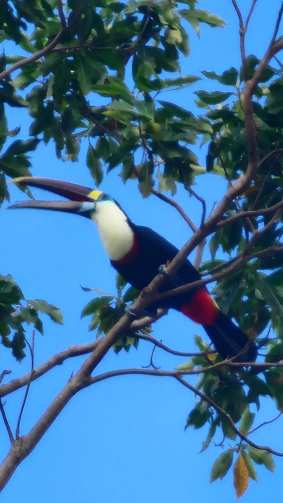 Paraíso Amazônico O Recanto dos Gaviões
