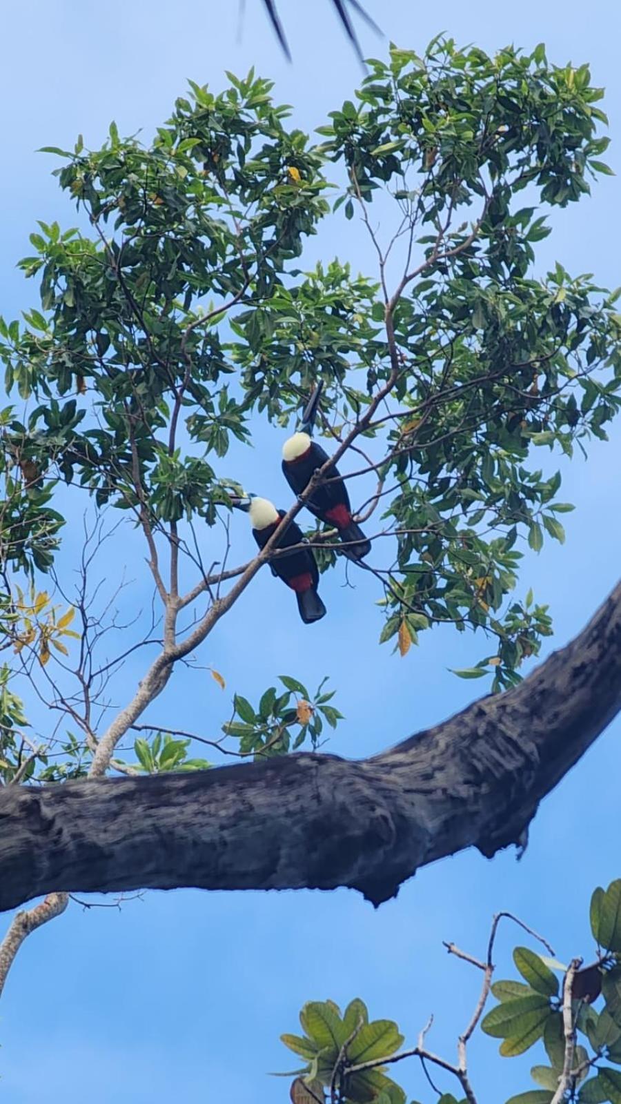 Paraíso Amazônico O Recanto dos Gaviões