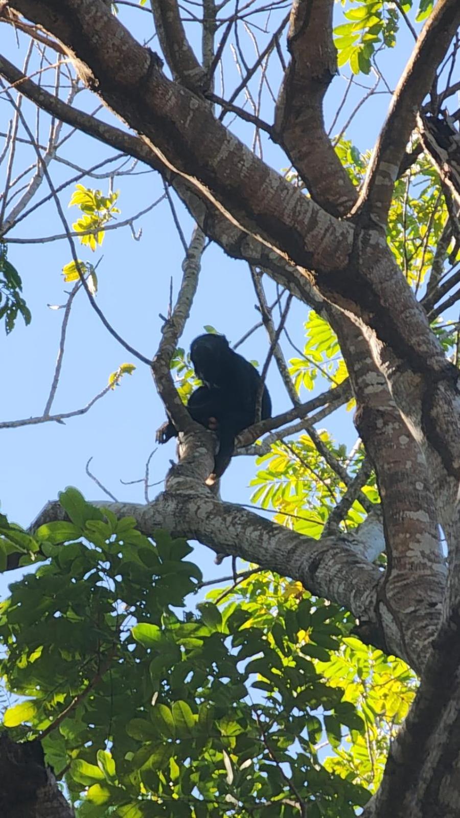 Paraíso Amazônico O Recanto dos Gaviões