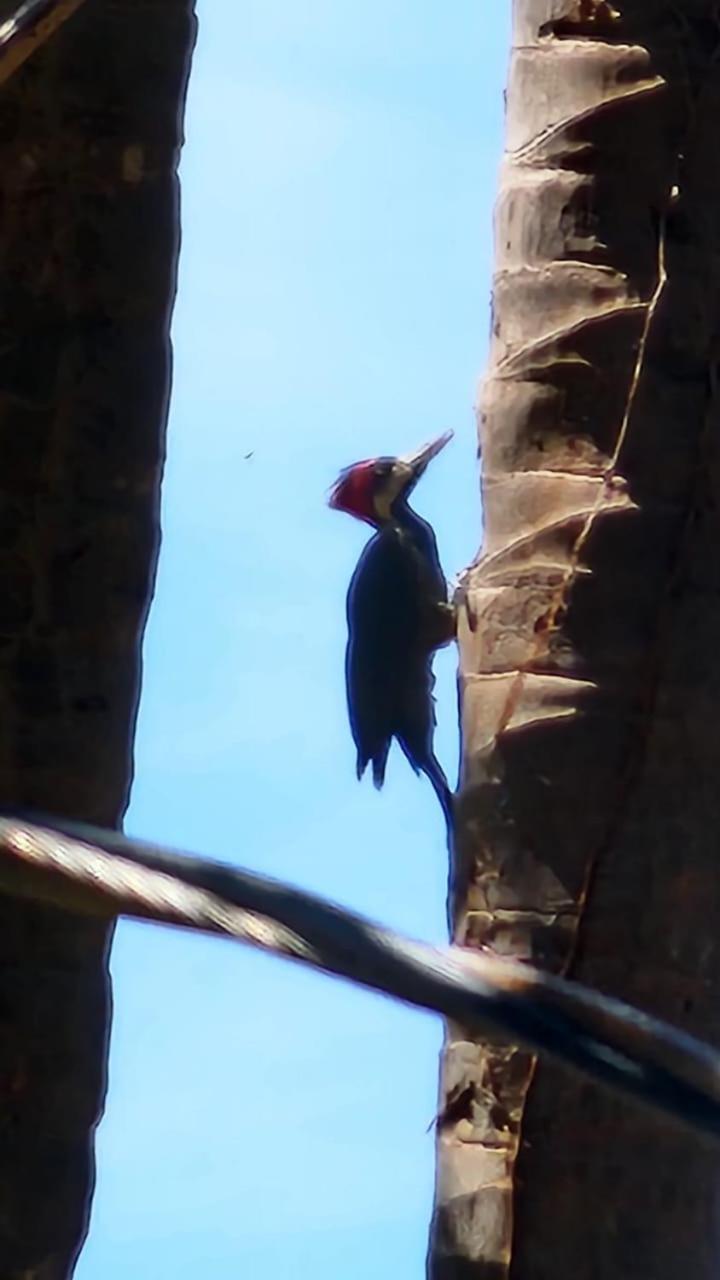 Paraíso Amazônico O Recanto dos Gaviões