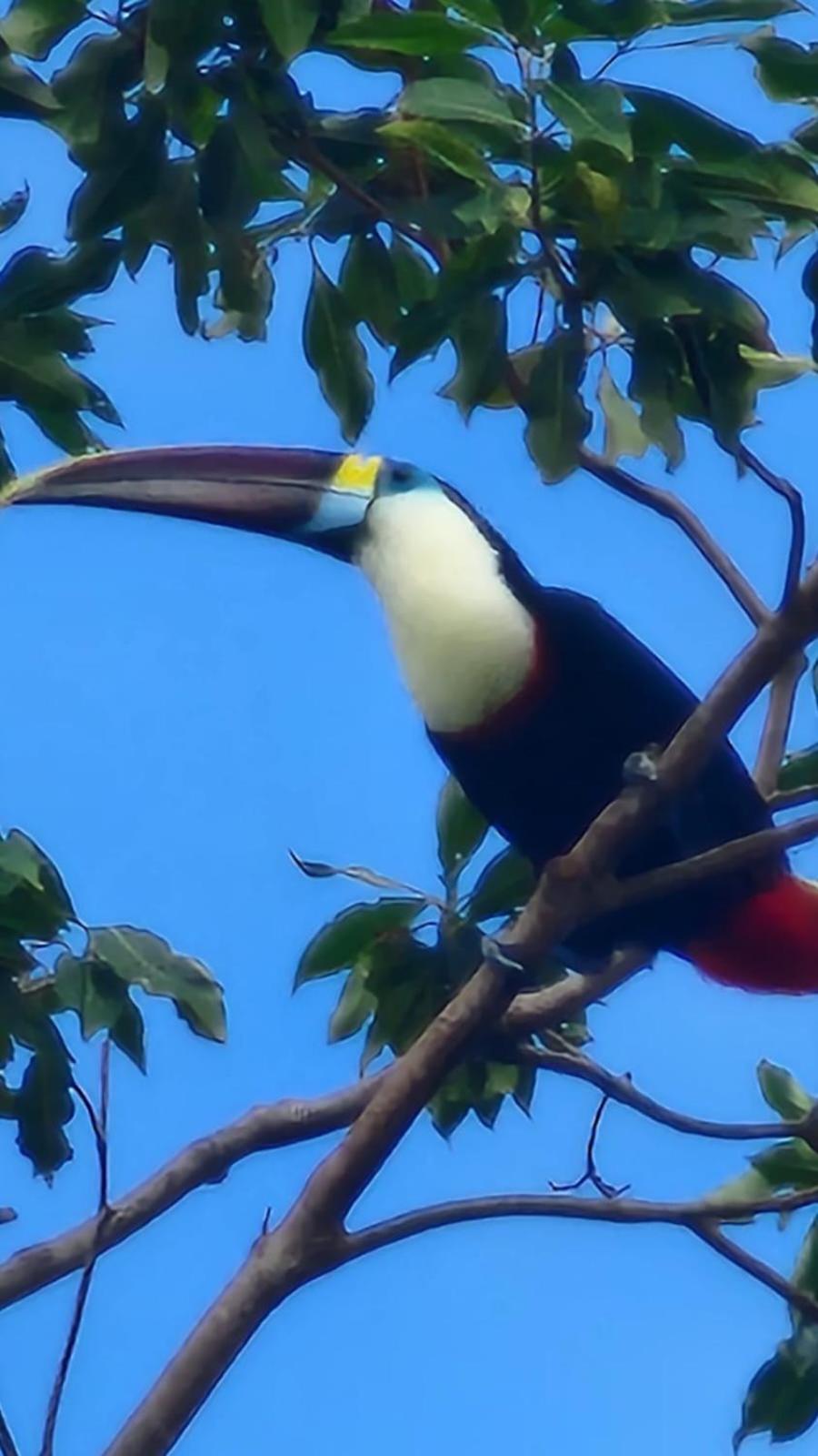 Paraíso Amazônico O Recanto dos Gaviões